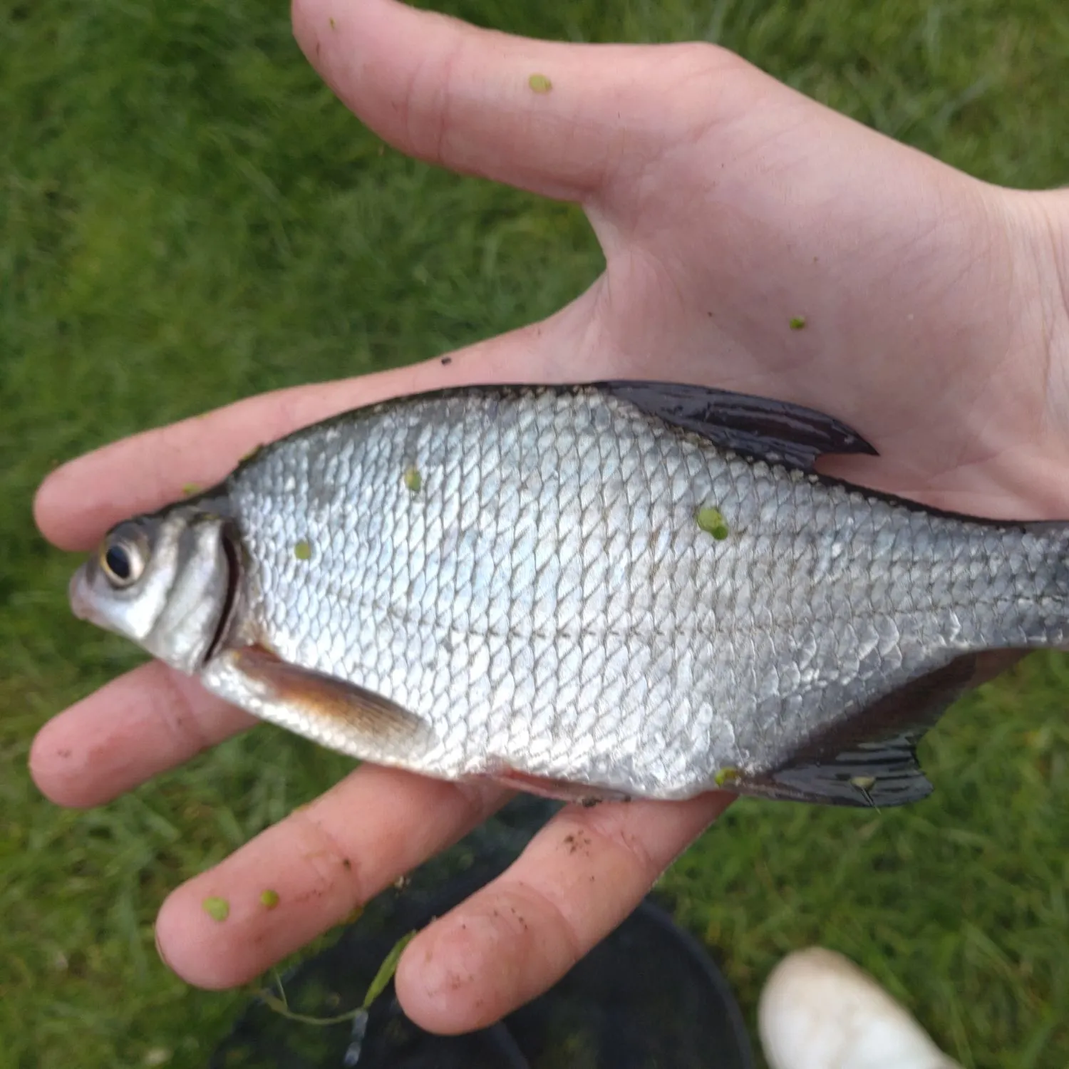 White bream caught on Fishbrain