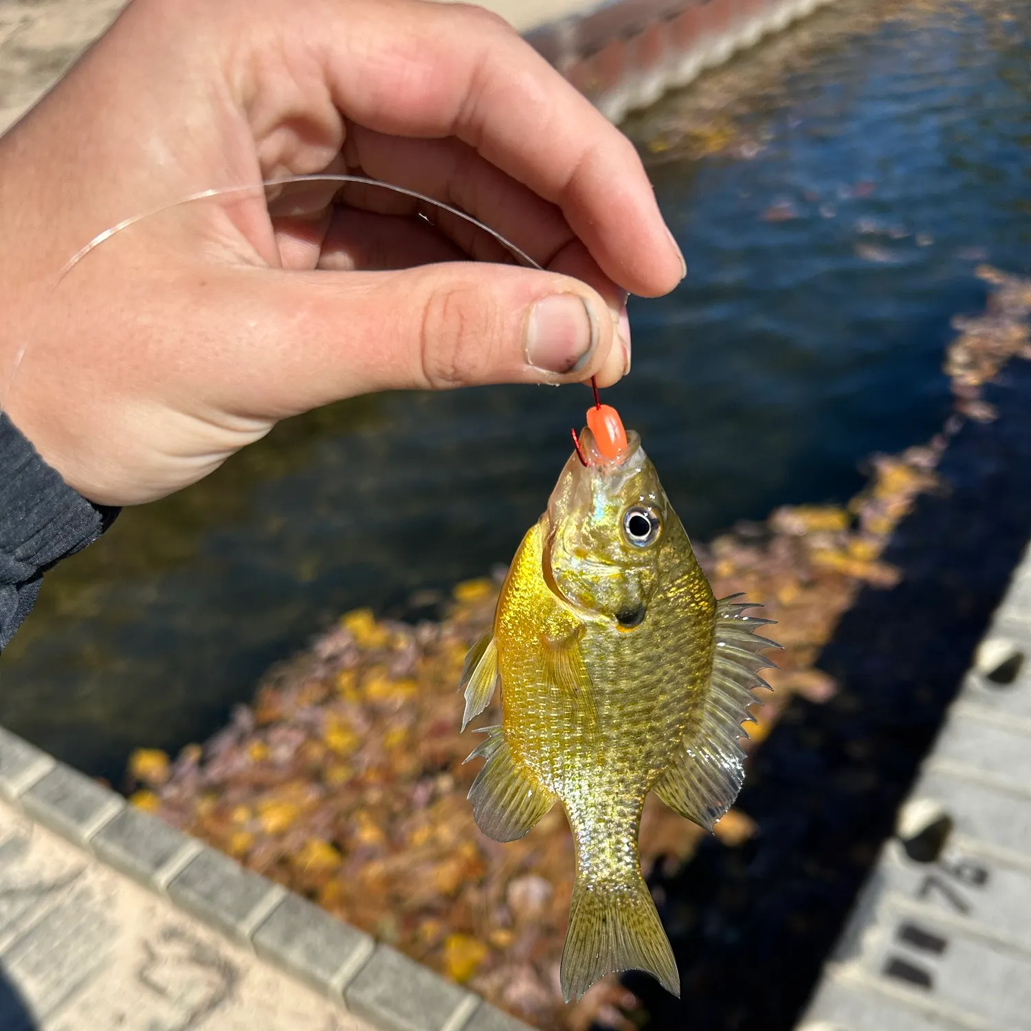 Bluegill caught on Fishbrain
