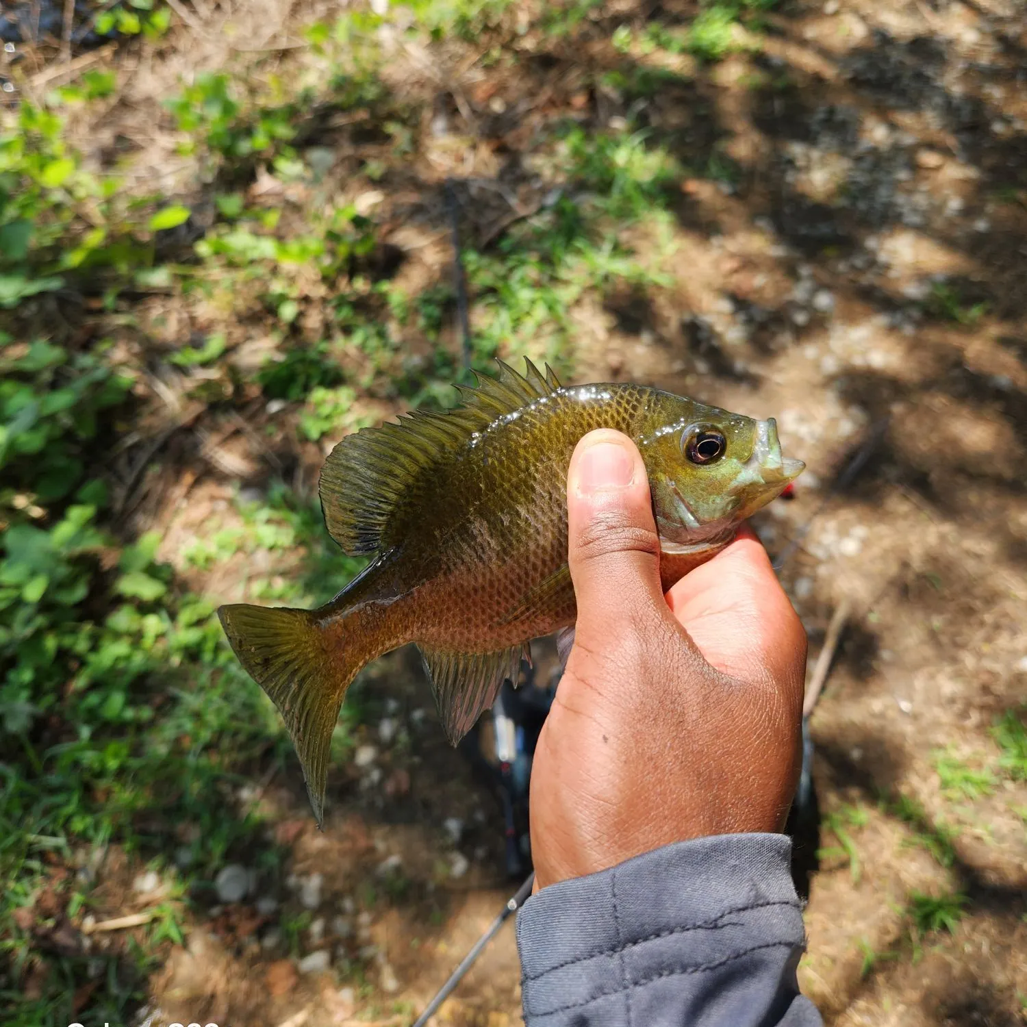 Bluegill caught on Fishbrain