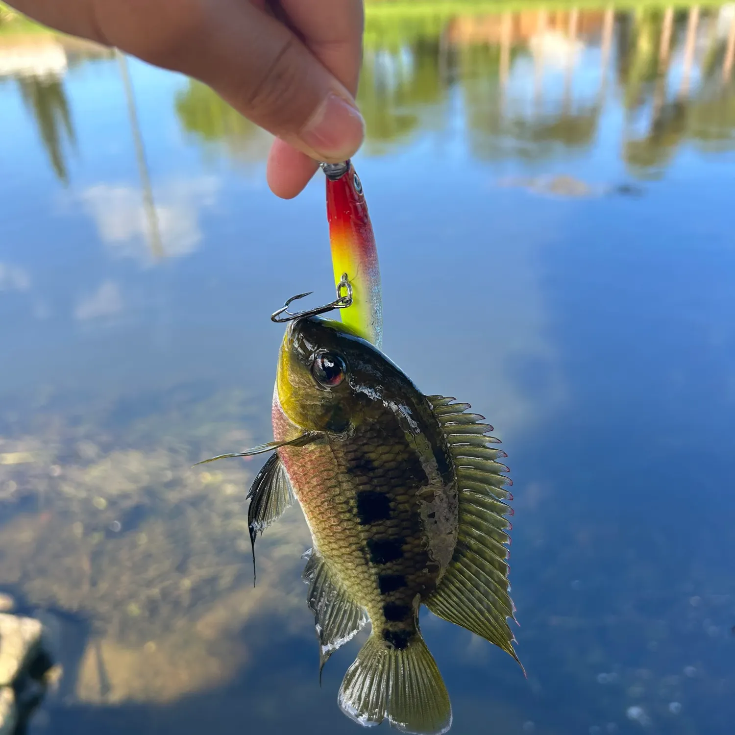 Spotted tilapia caught on Fishbrain