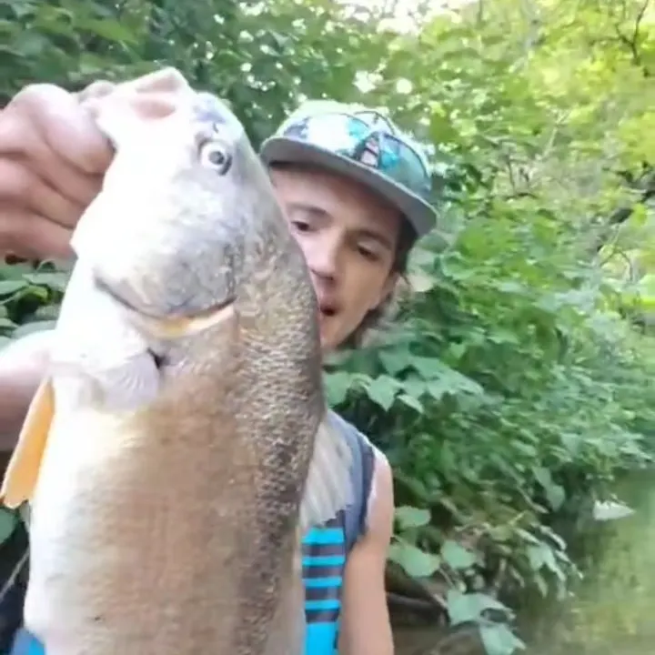 Freshwater drum caught on Fishbrain