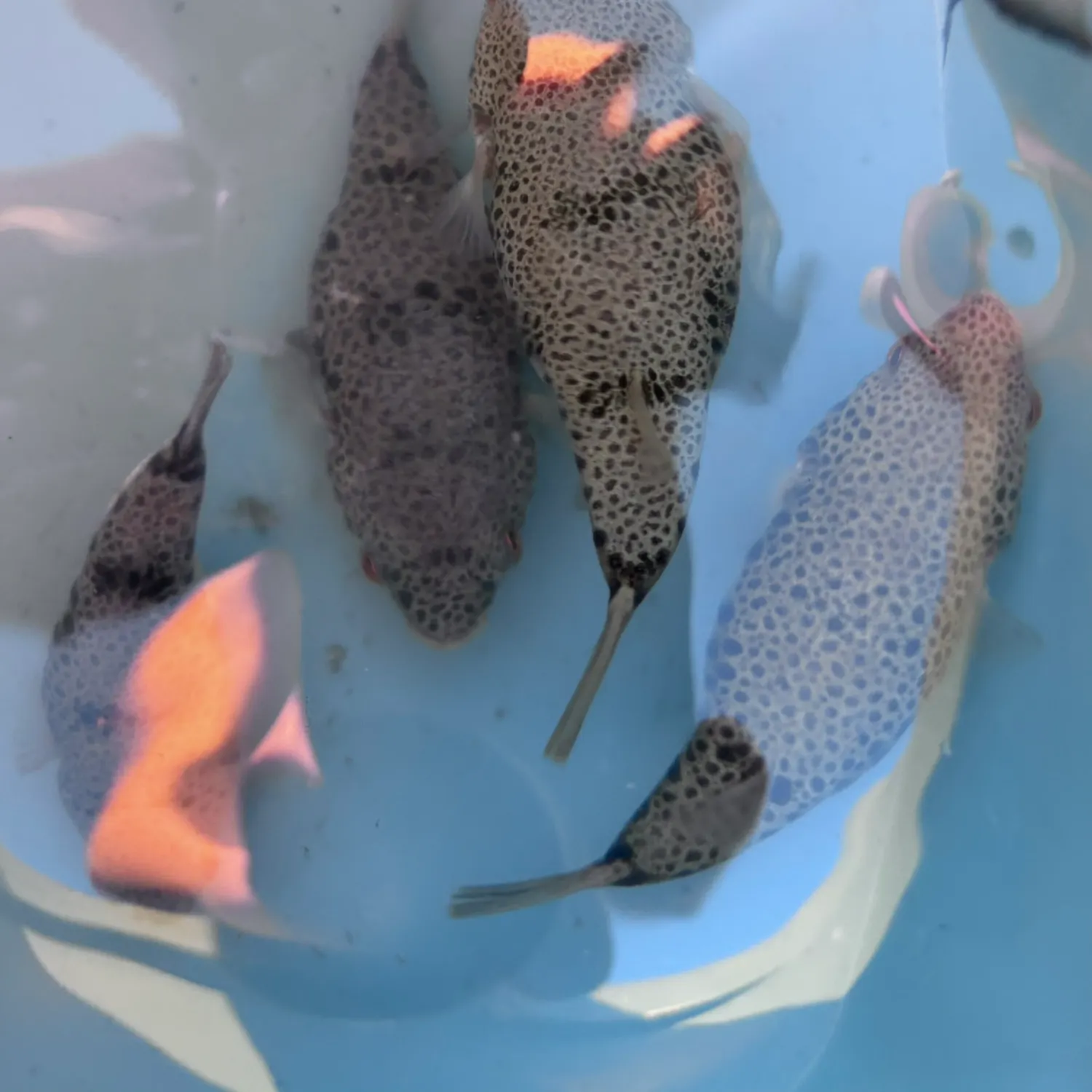 Smooth toadfish caught on Fishbrain