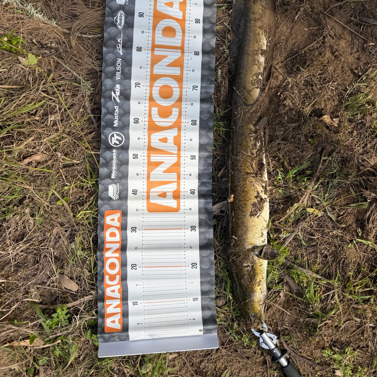 The most recent Shortfin eel catches on Fishbrain