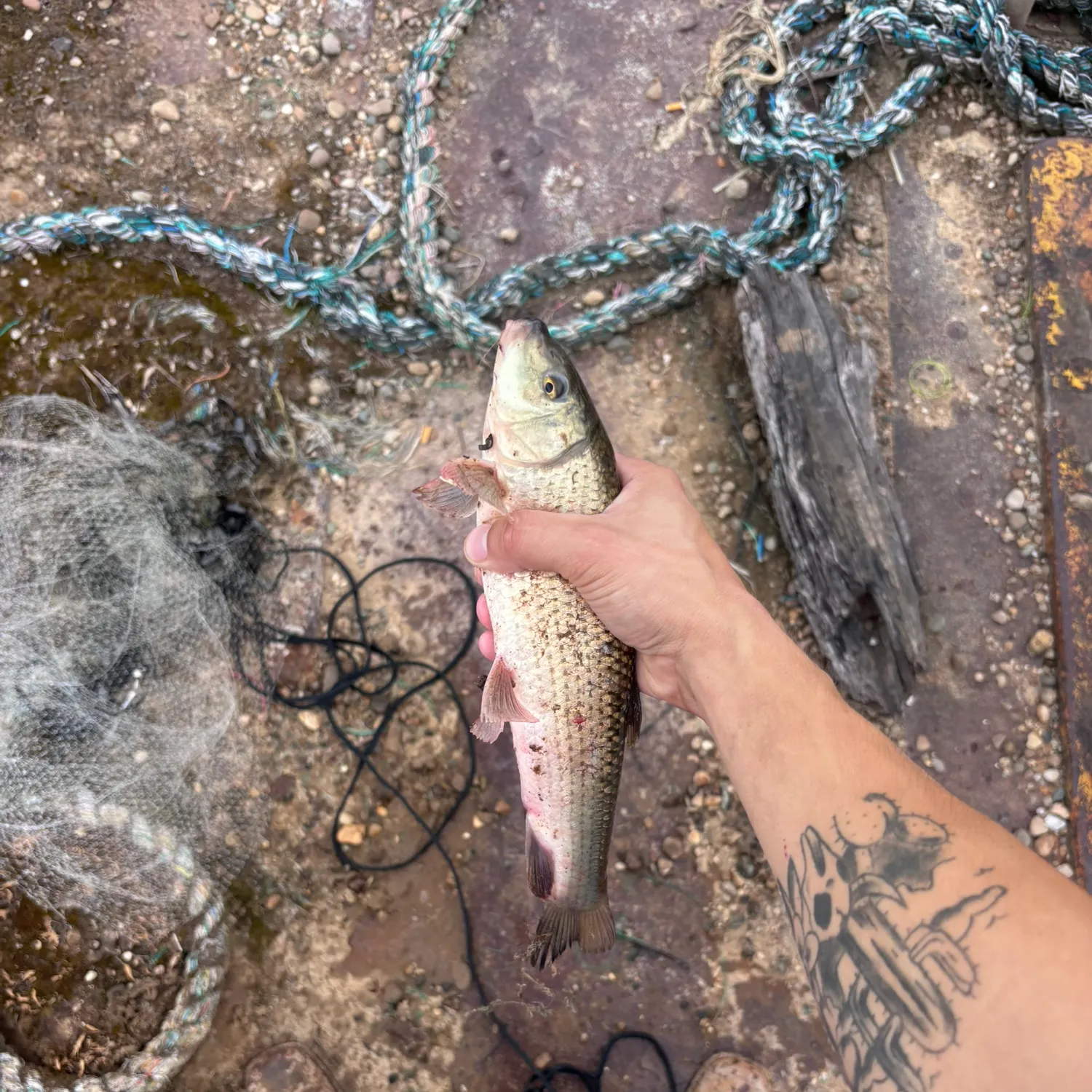 The most recent Robust redhorse catches on Fishbrain