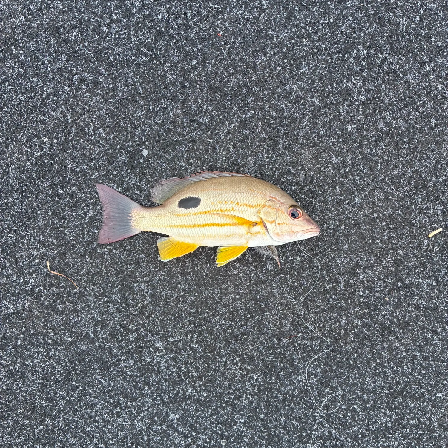 The most recent Moses perch catches on Fishbrain