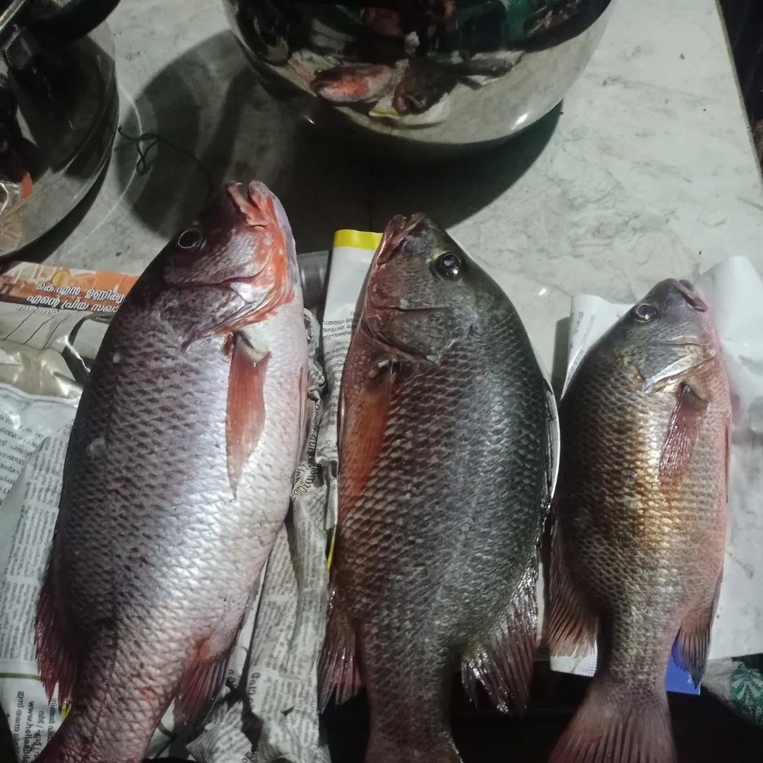 Fishing in India ️️️️ Explore the best fishing spots and areas