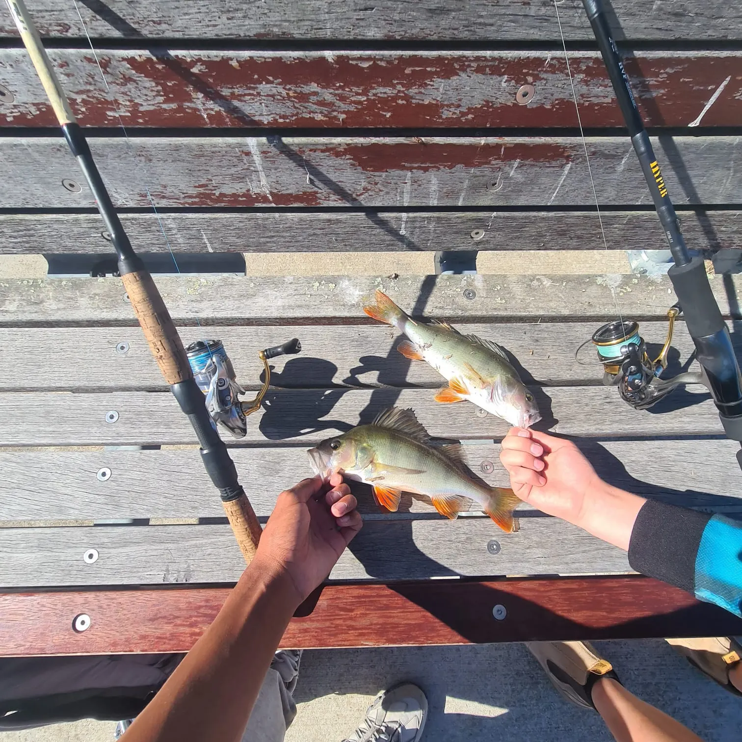 recently logged catches