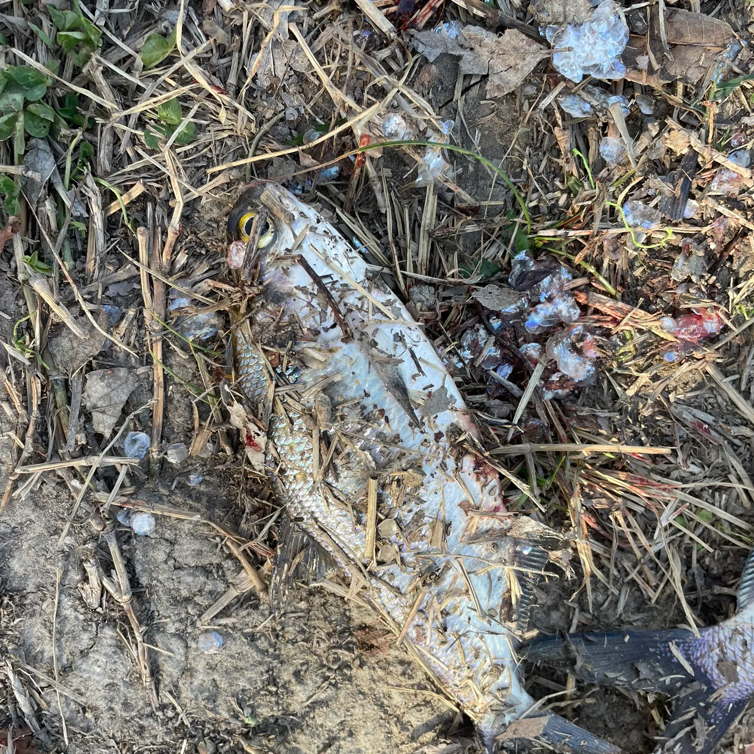 The most recent American gizzard shad catches on Fishbrain