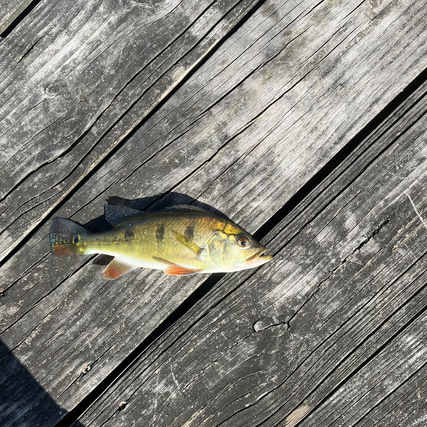 Butterfly peacock bass caught on Fishbrain