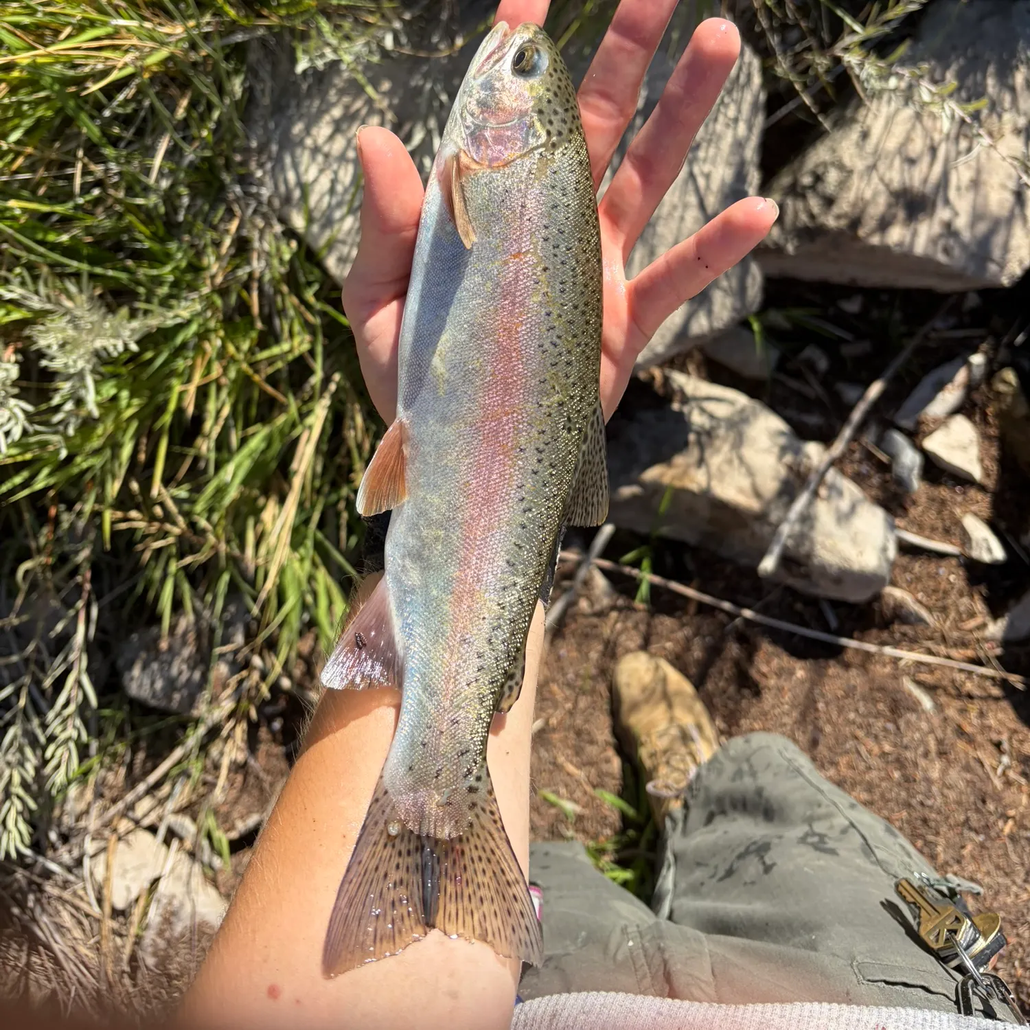 Rainbow trout caught on Fishbrain