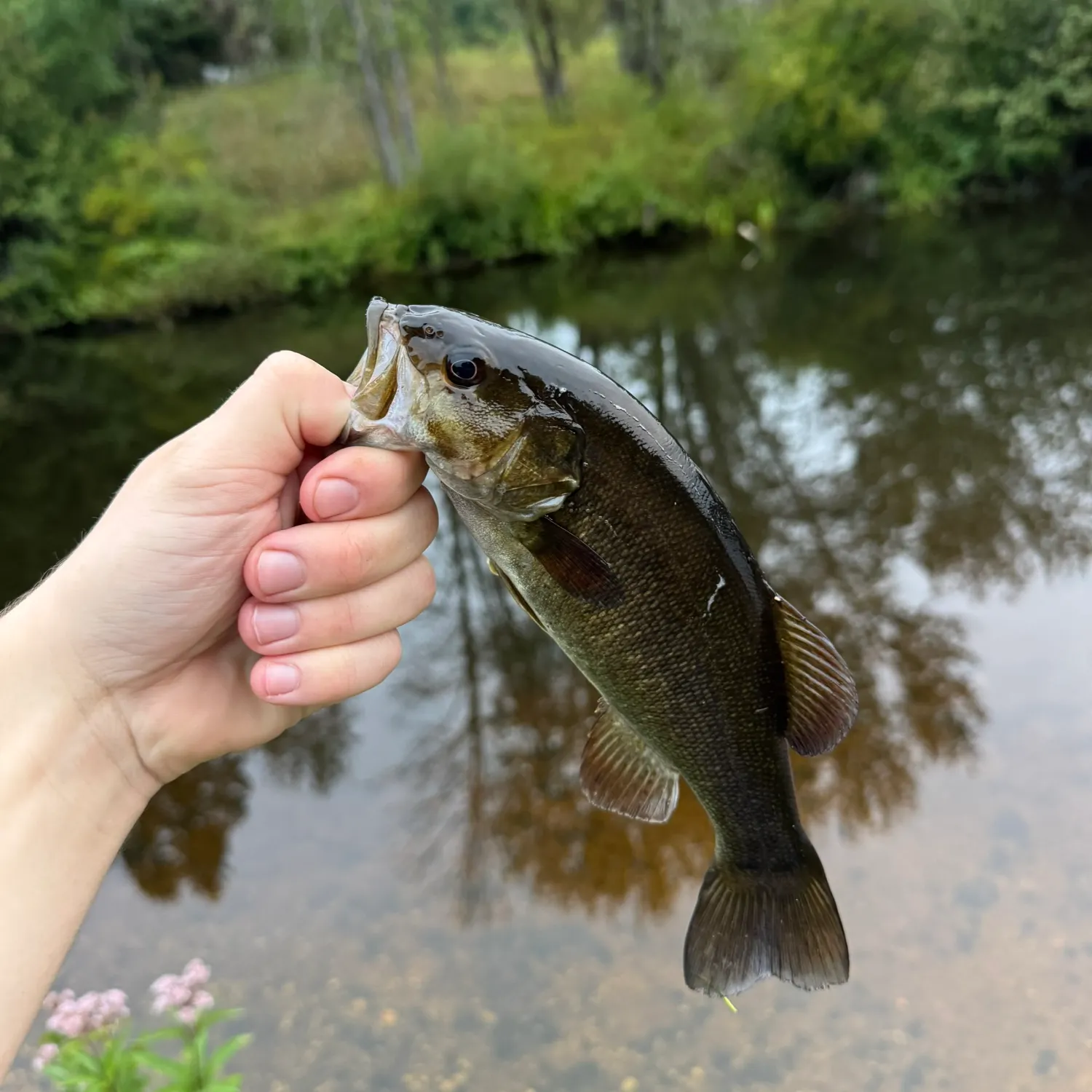 Smallmouth bass caught on Fishbrain