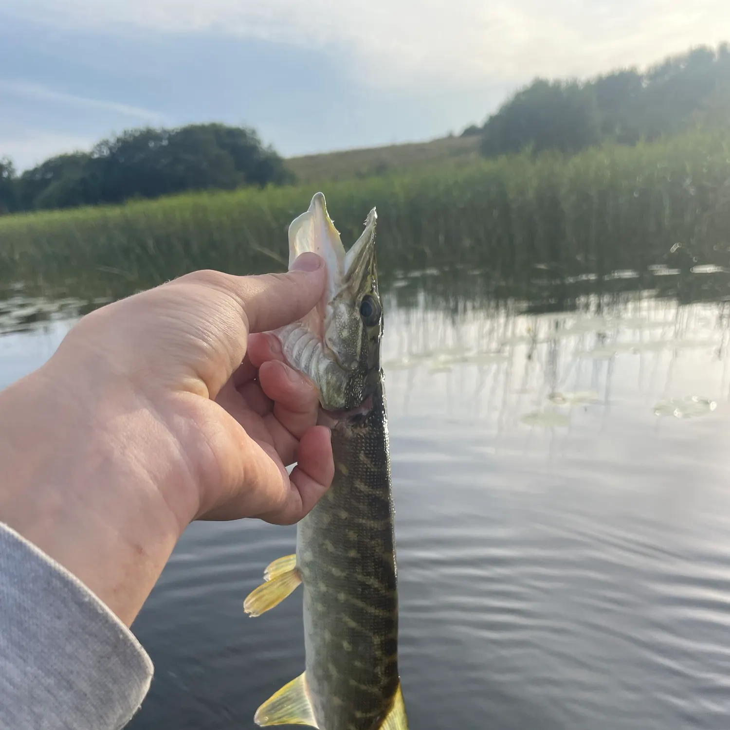 Northern pike caught on Fishbrain