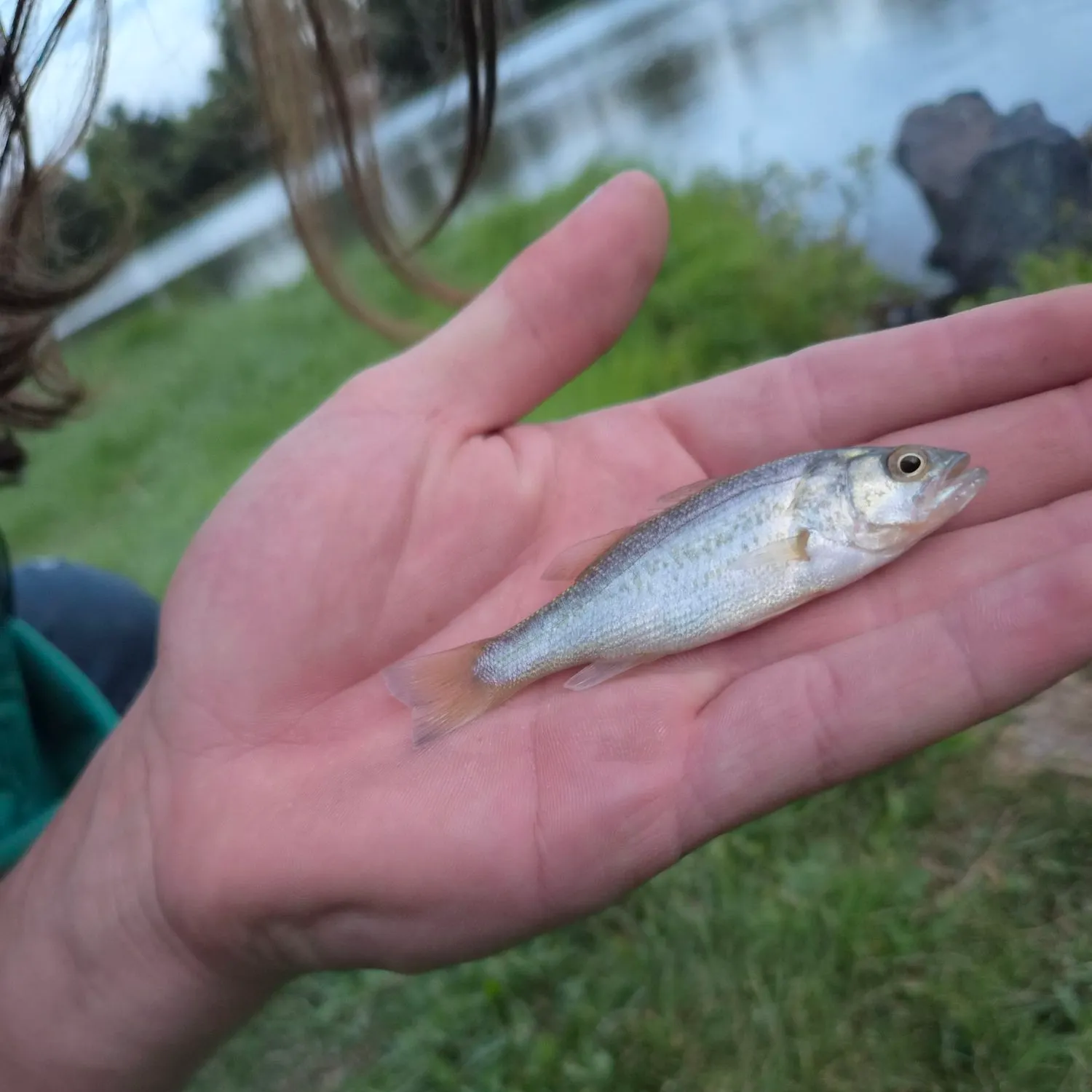 Spotted bass caught on Fishbrain