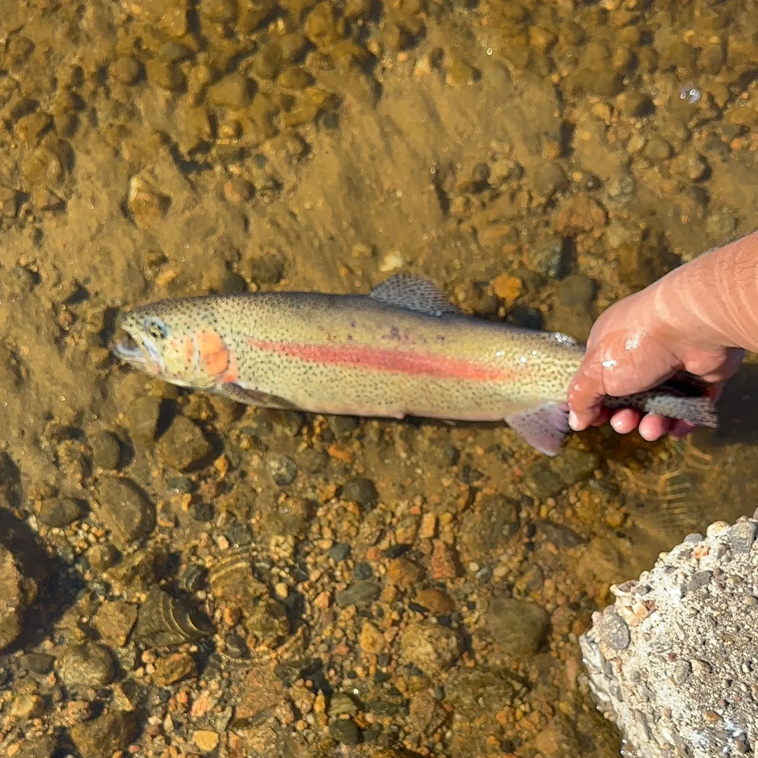 The most recent Cutbow catches on Fishbrain