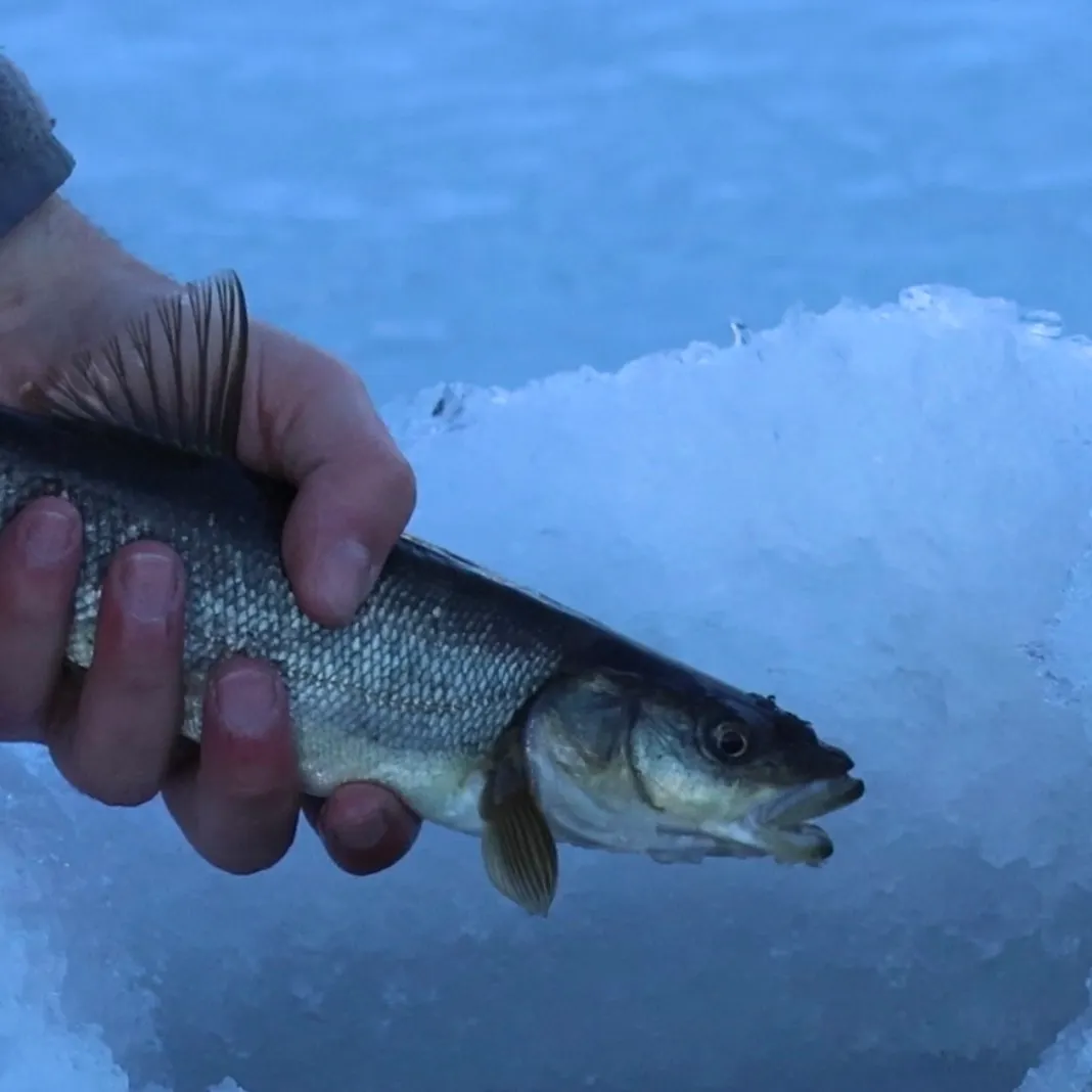 The most recent Northern pikeminnow catches on Fishbrain