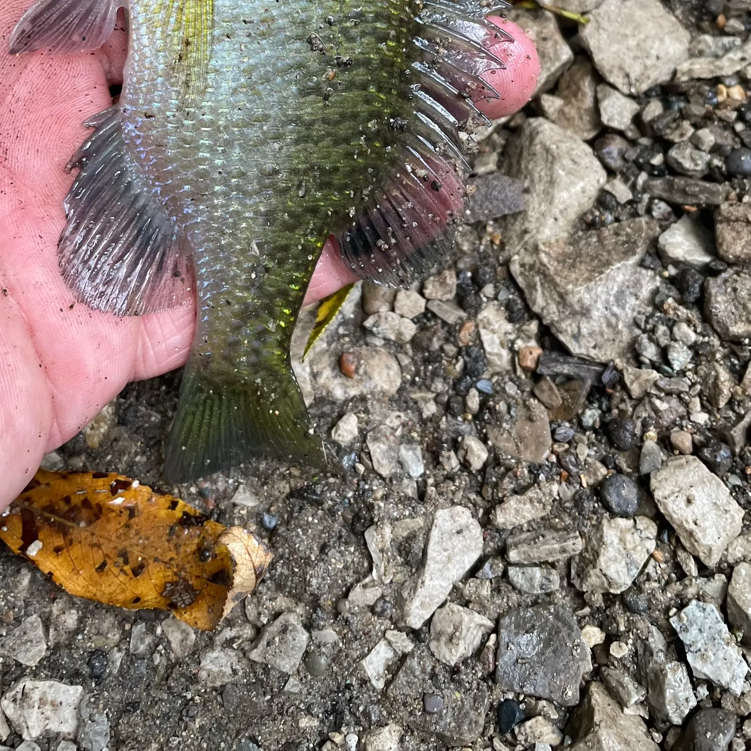 Bluegill caught on Fishbrain