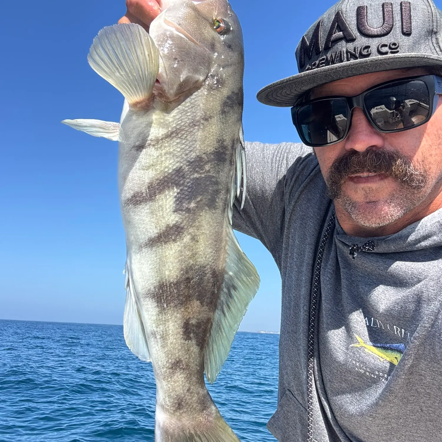 Barred sand bass caught on Fishbrain