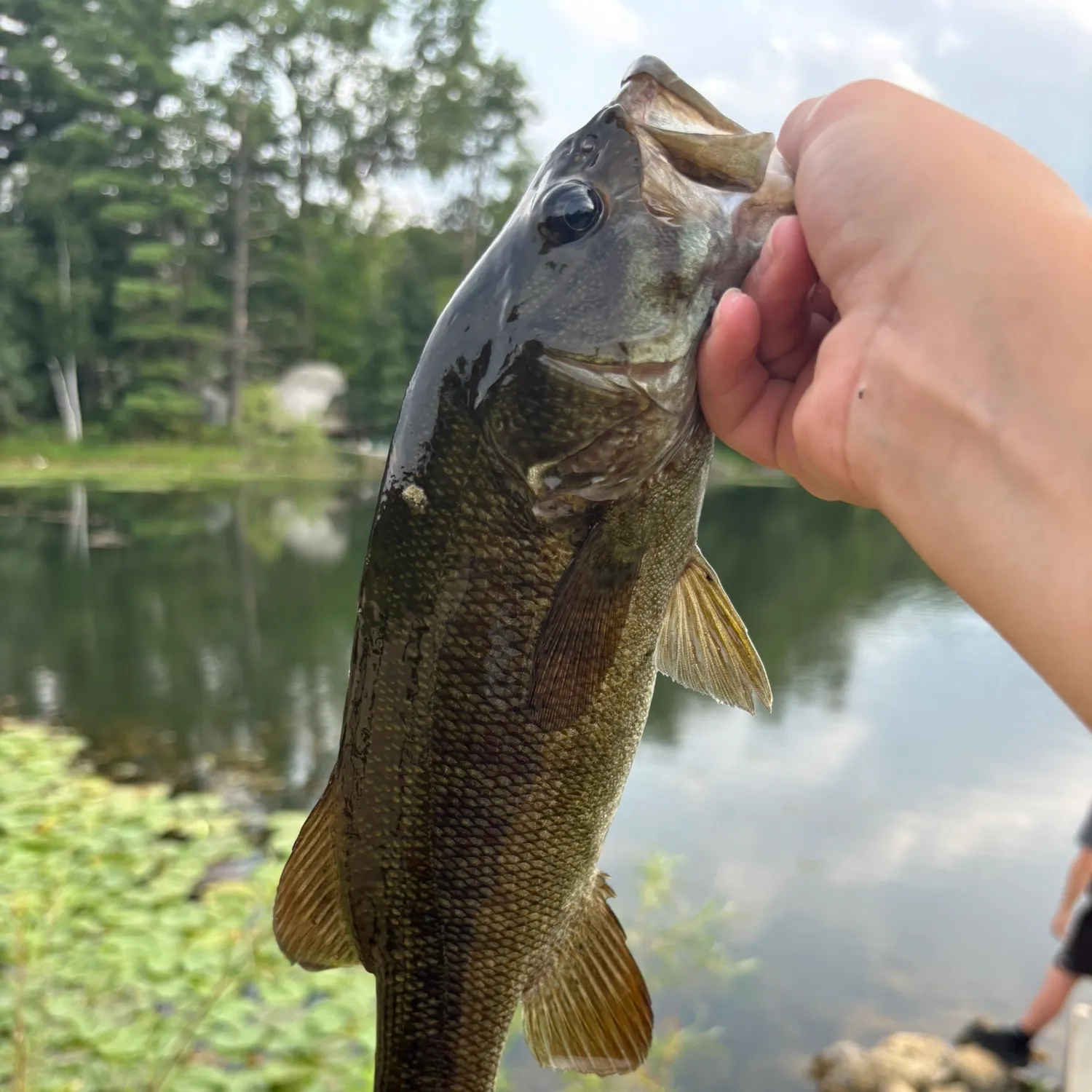 Smallmouth bass caught on Fishbrain