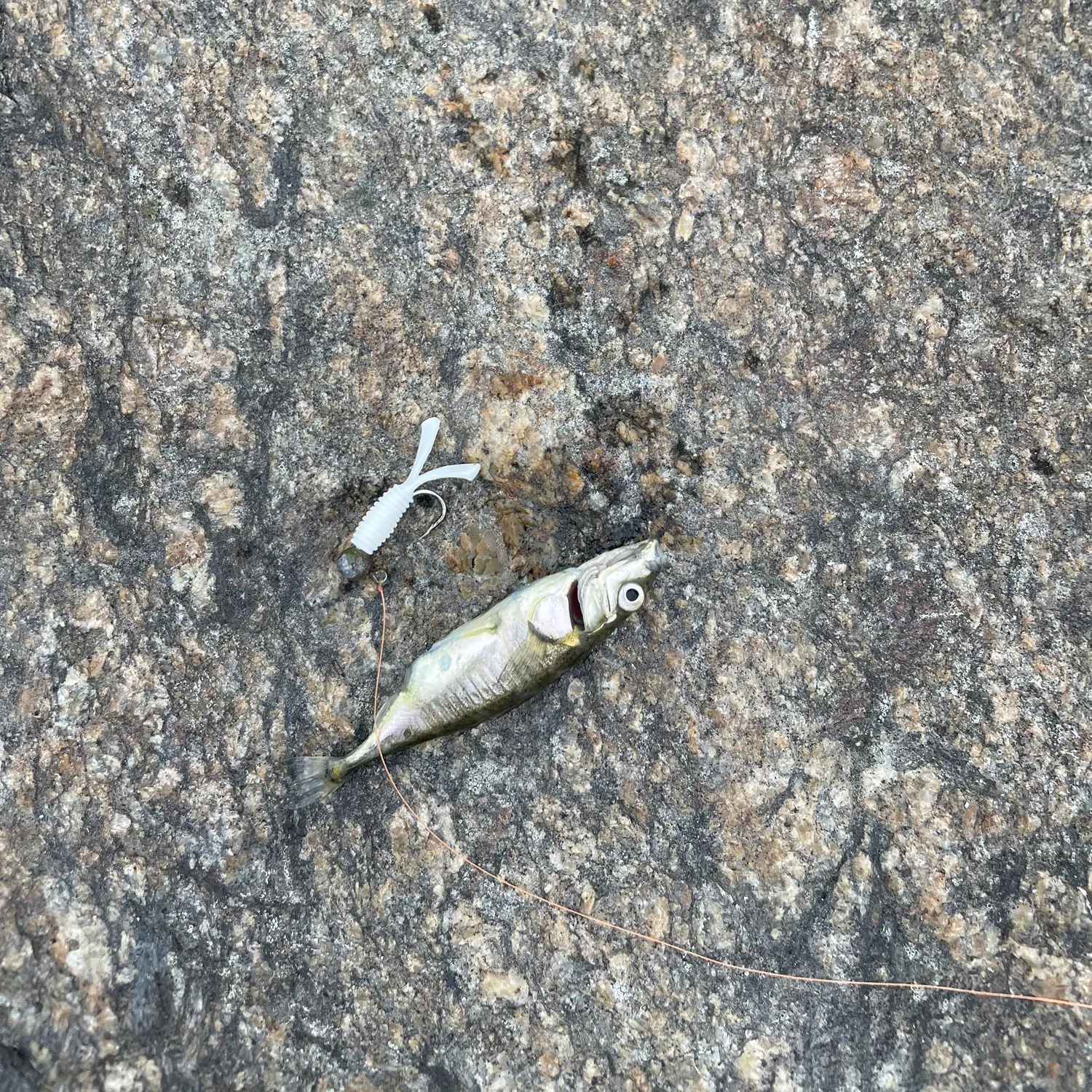 The most recent Three-spined stickleback catches on Fishbrain