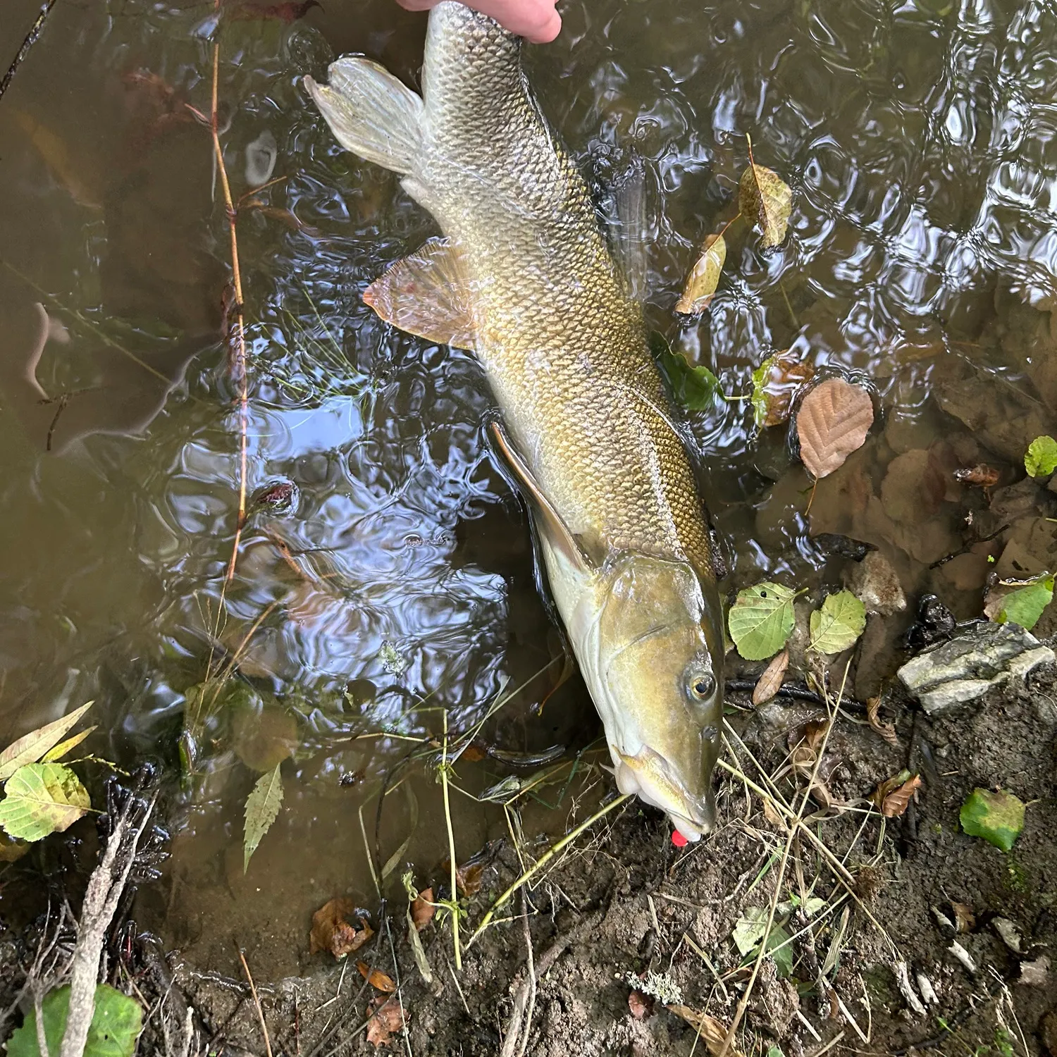 Common barbel caught on Fishbrain