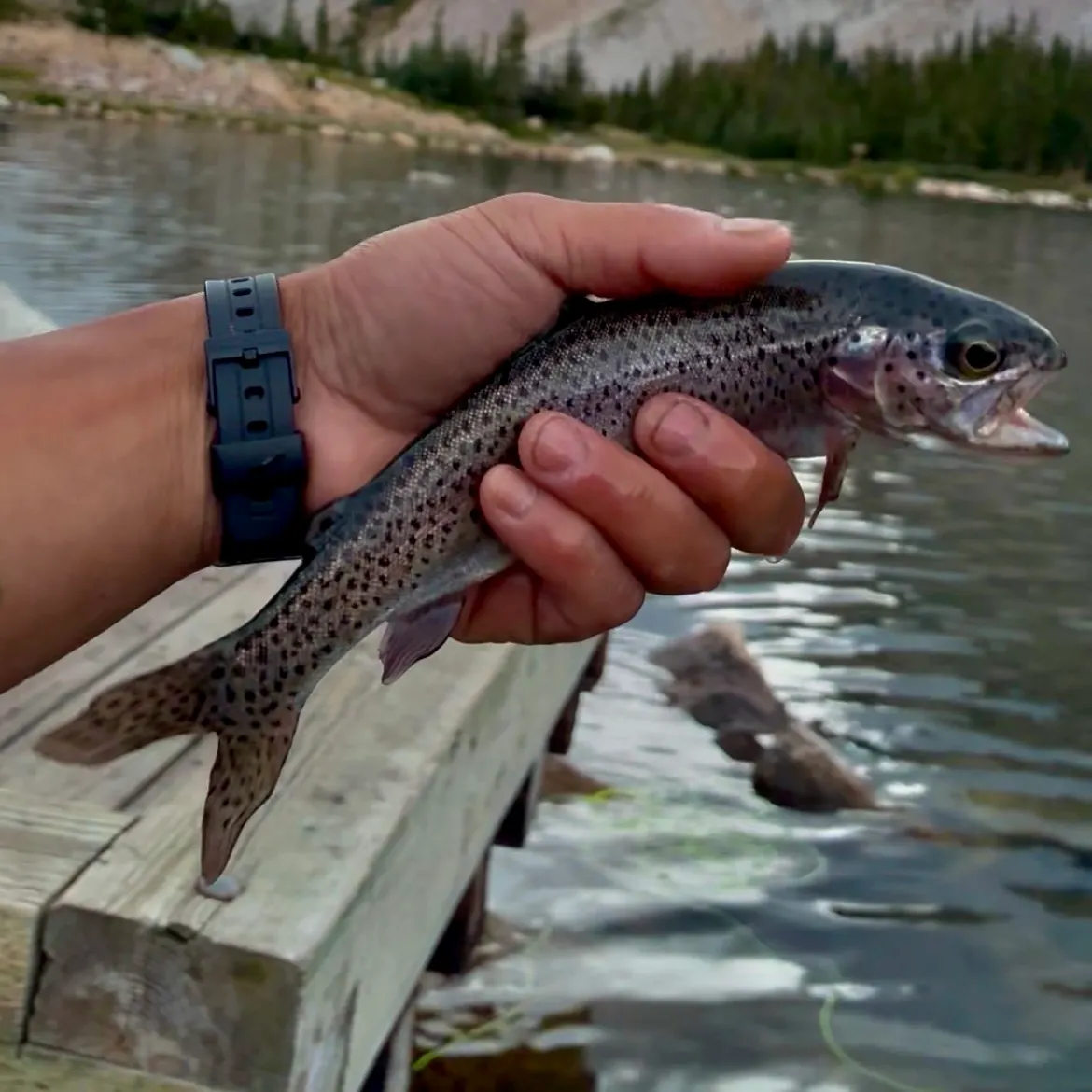 Rainbow trout caught on Fishbrain