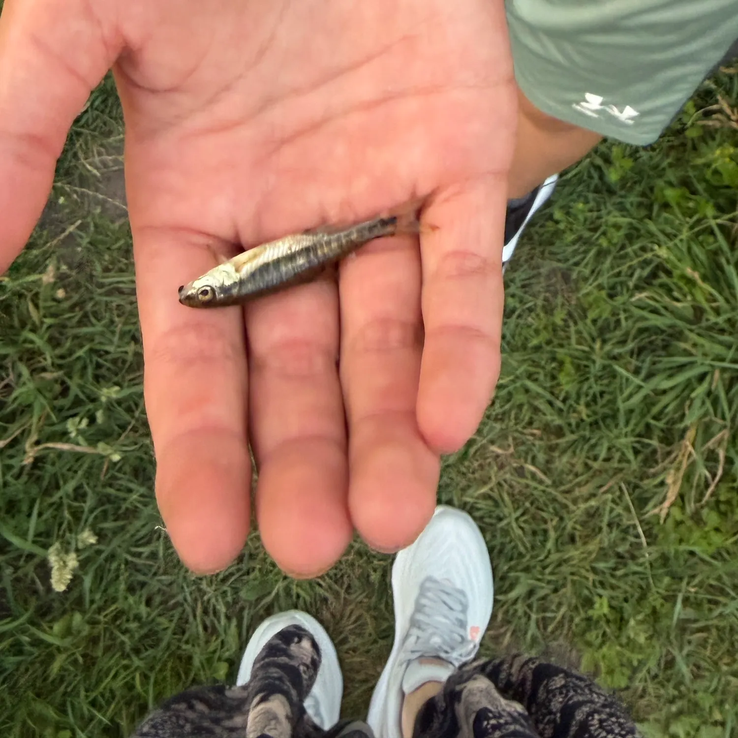 The most recent Fathead minnow catches on Fishbrain