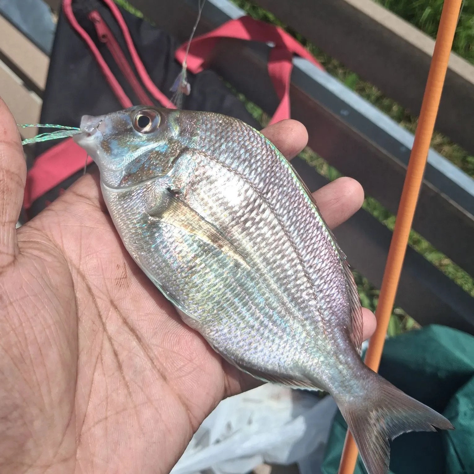 catch