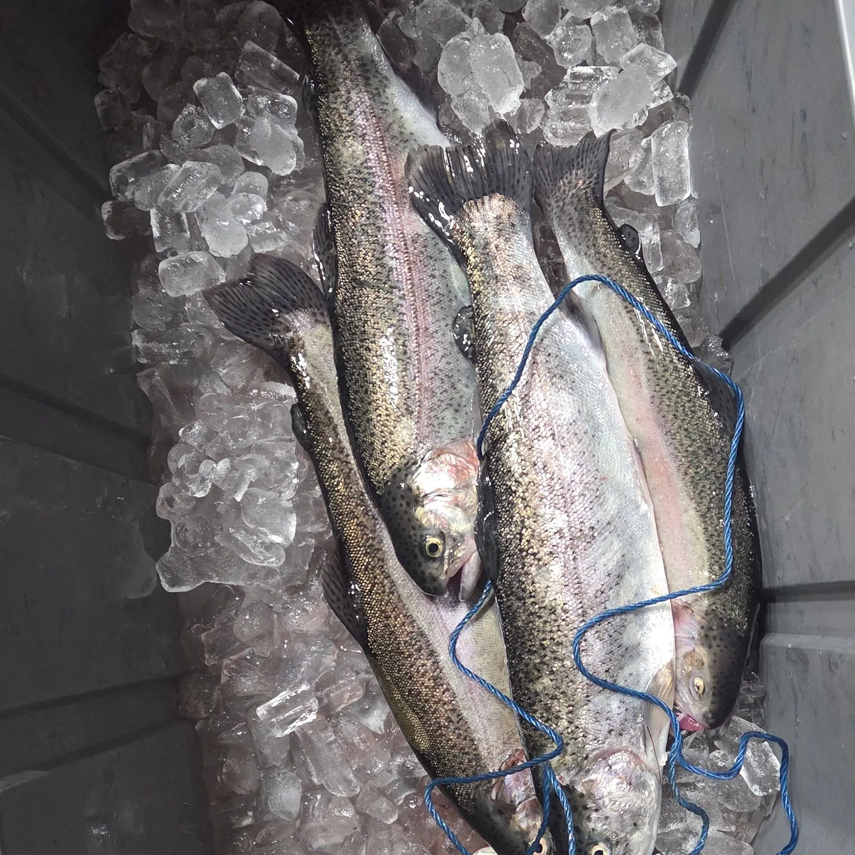 Rainbow trout caught on Fishbrain