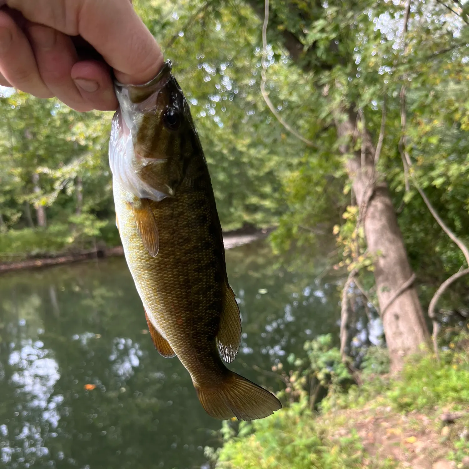 Smallmouth bass caught on Fishbrain