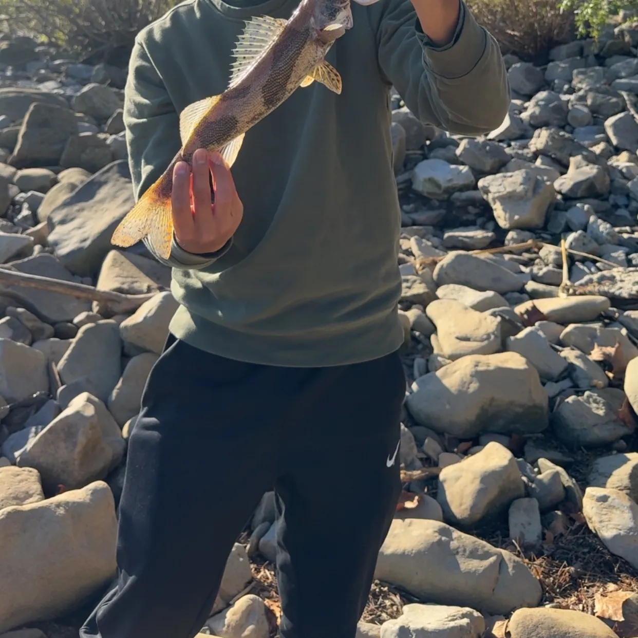 Sauger caught on Fishbrain