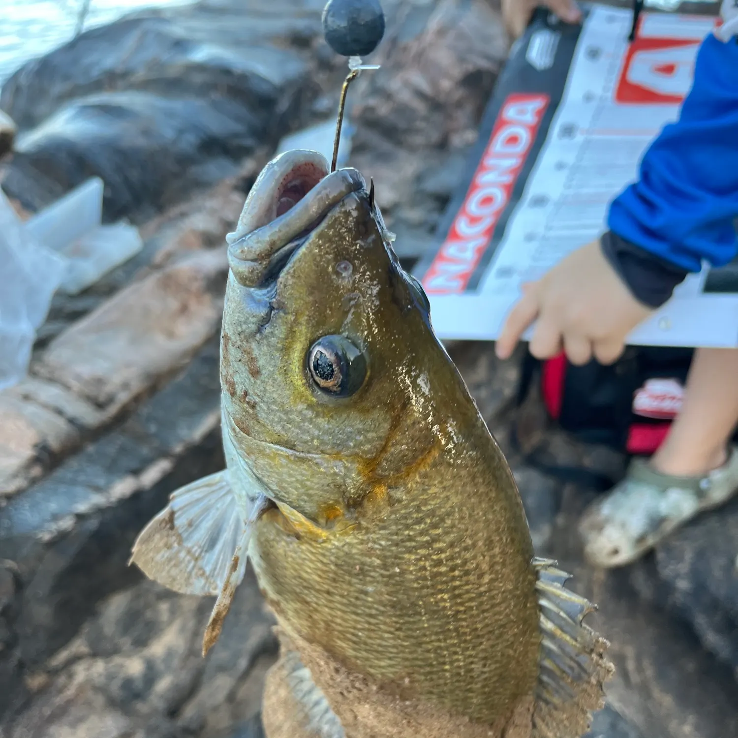 Sooty grunter caught on Fishbrain