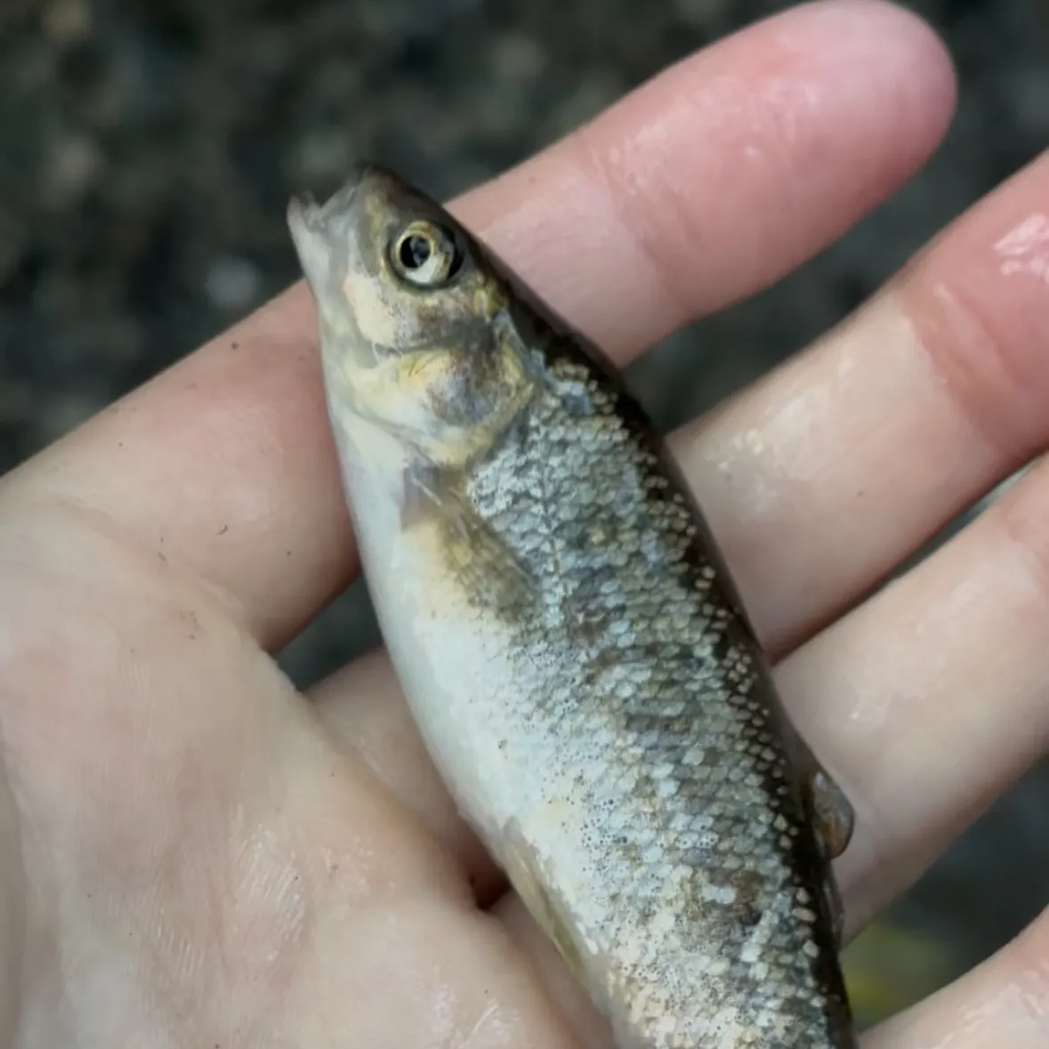 The most recent Arroyo chub catches on Fishbrain