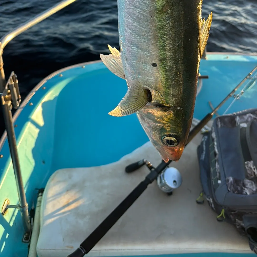 The most recent California yellowtail amberjack catches on Fishbrain