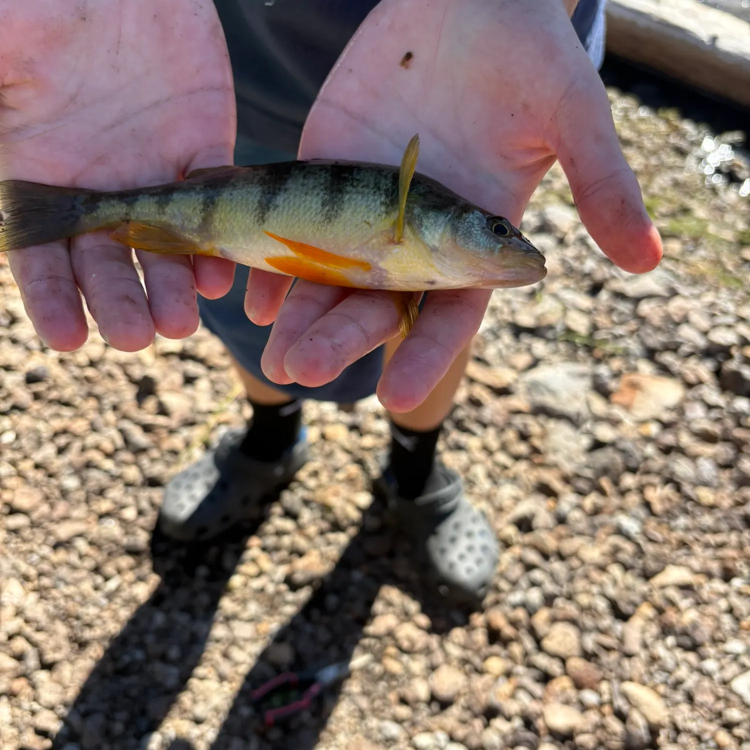 Yellow perch caught on Fishbrain