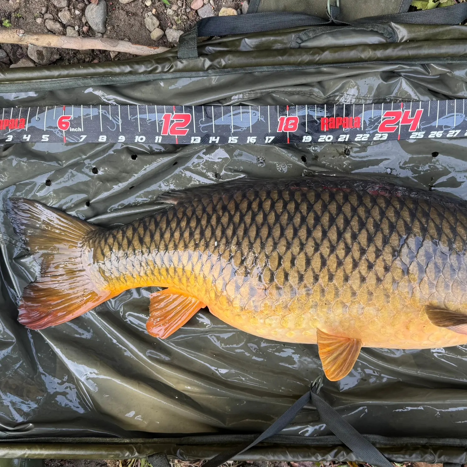 Common carp caught on Fishbrain
