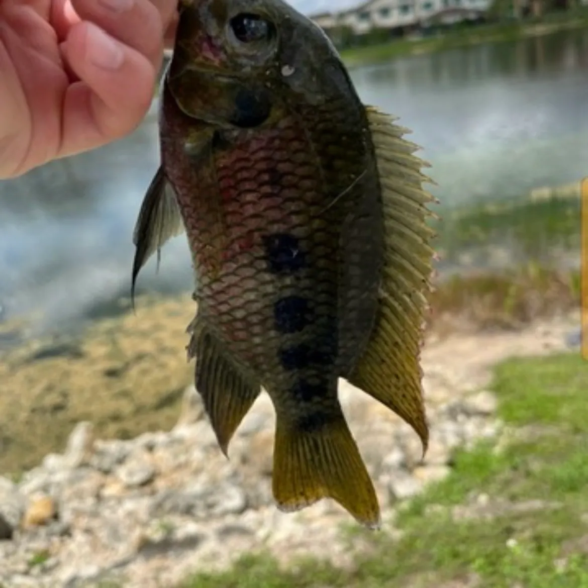 The most recent Spotted tilapia catches on Fishbrain