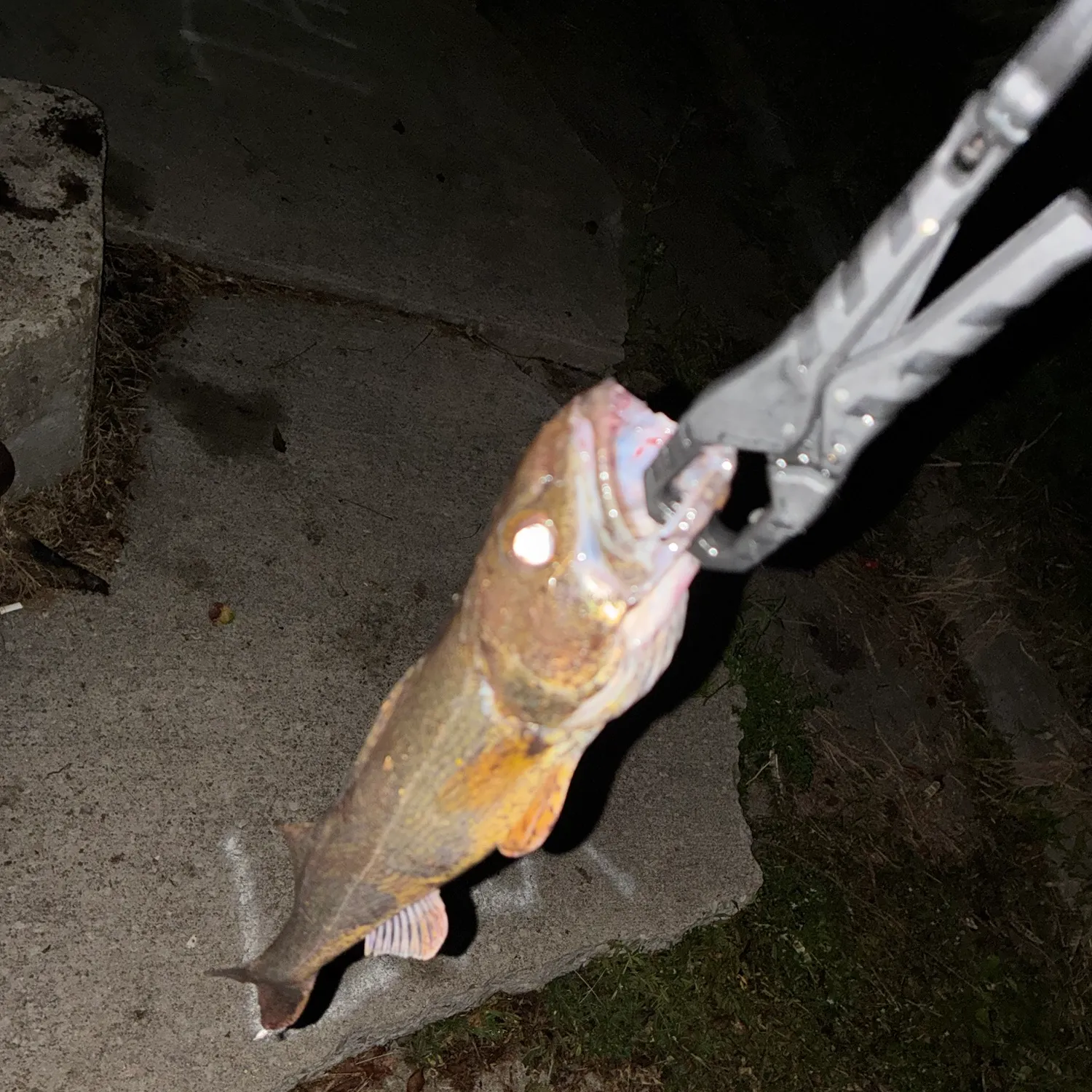 Saugeye caught on Fishbrain