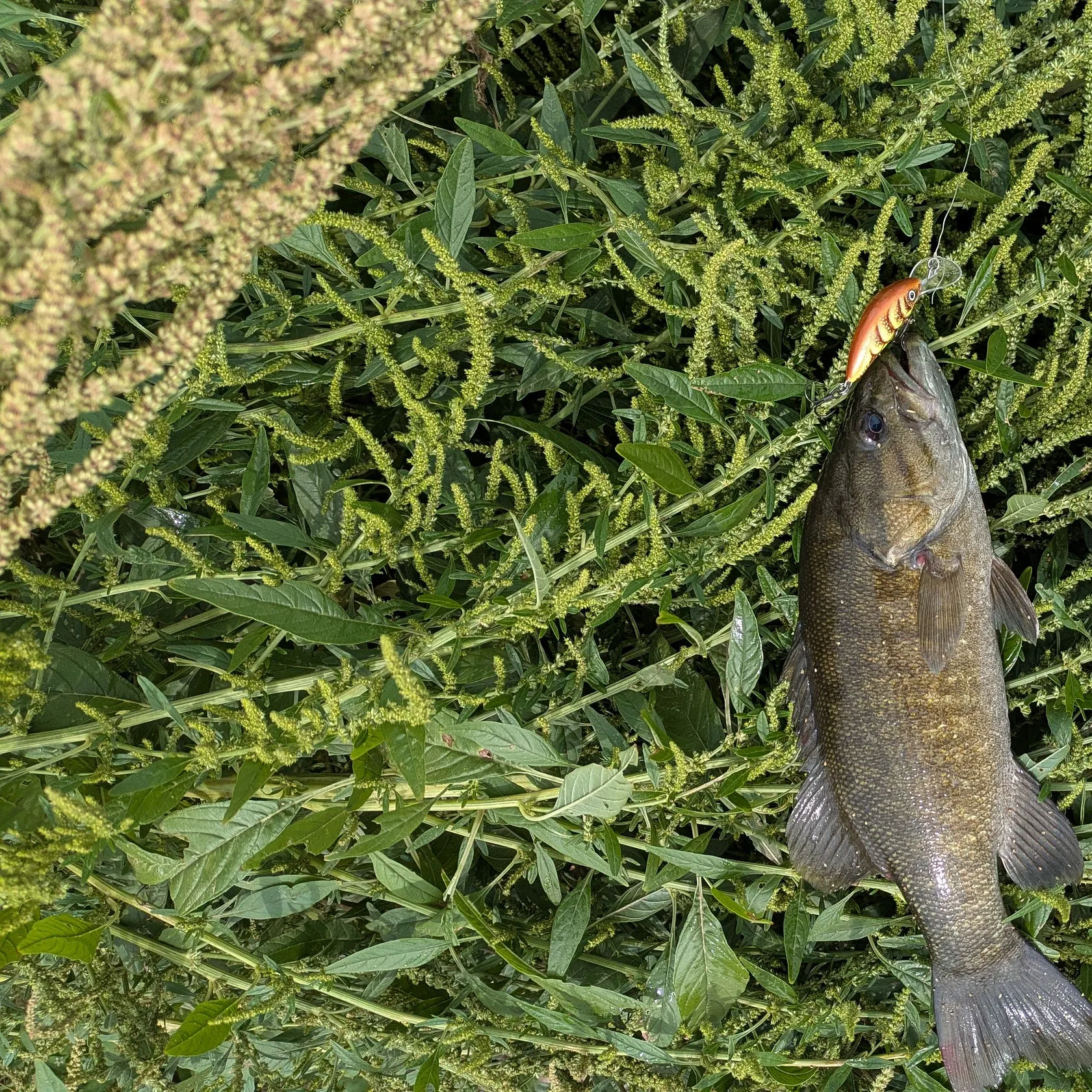 Smallmouth bass caught on Fishbrain