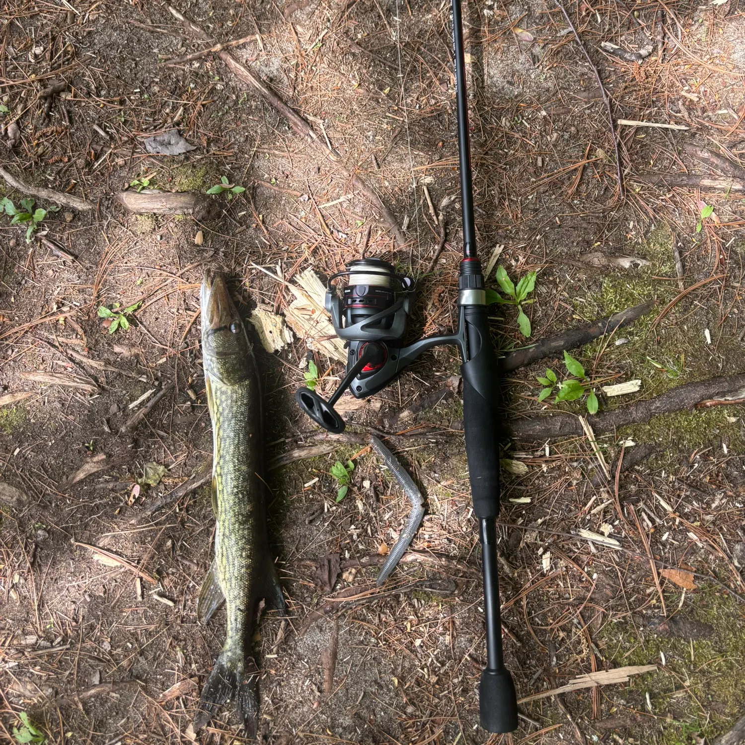 The most recent Grass pickerel catches on Fishbrain
