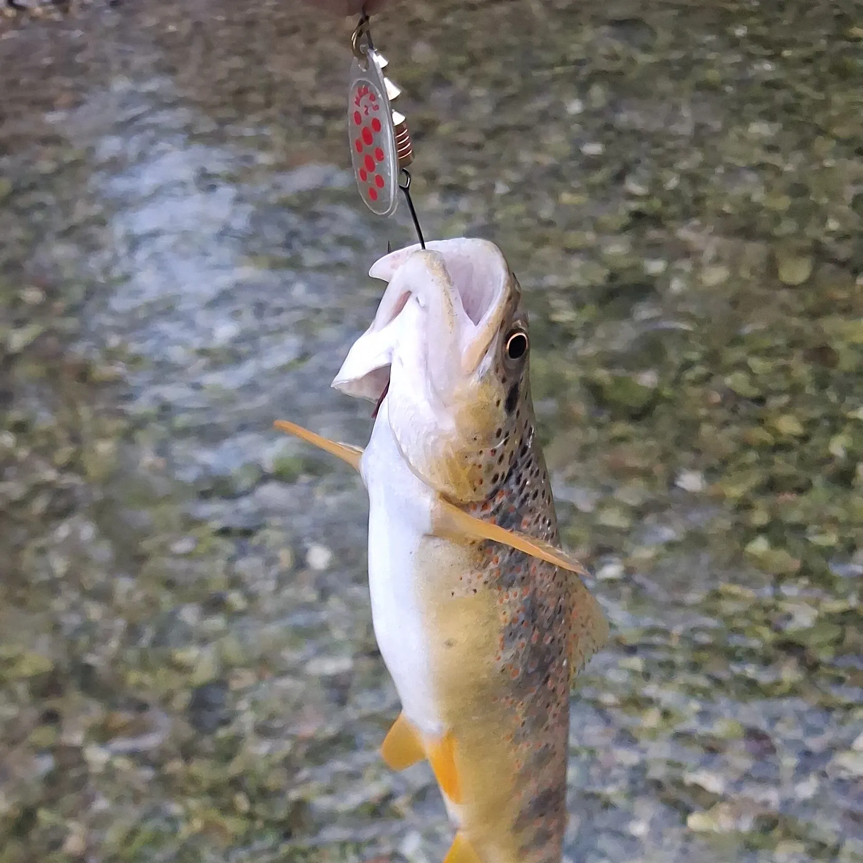 Brown trout caught on Fishbrain