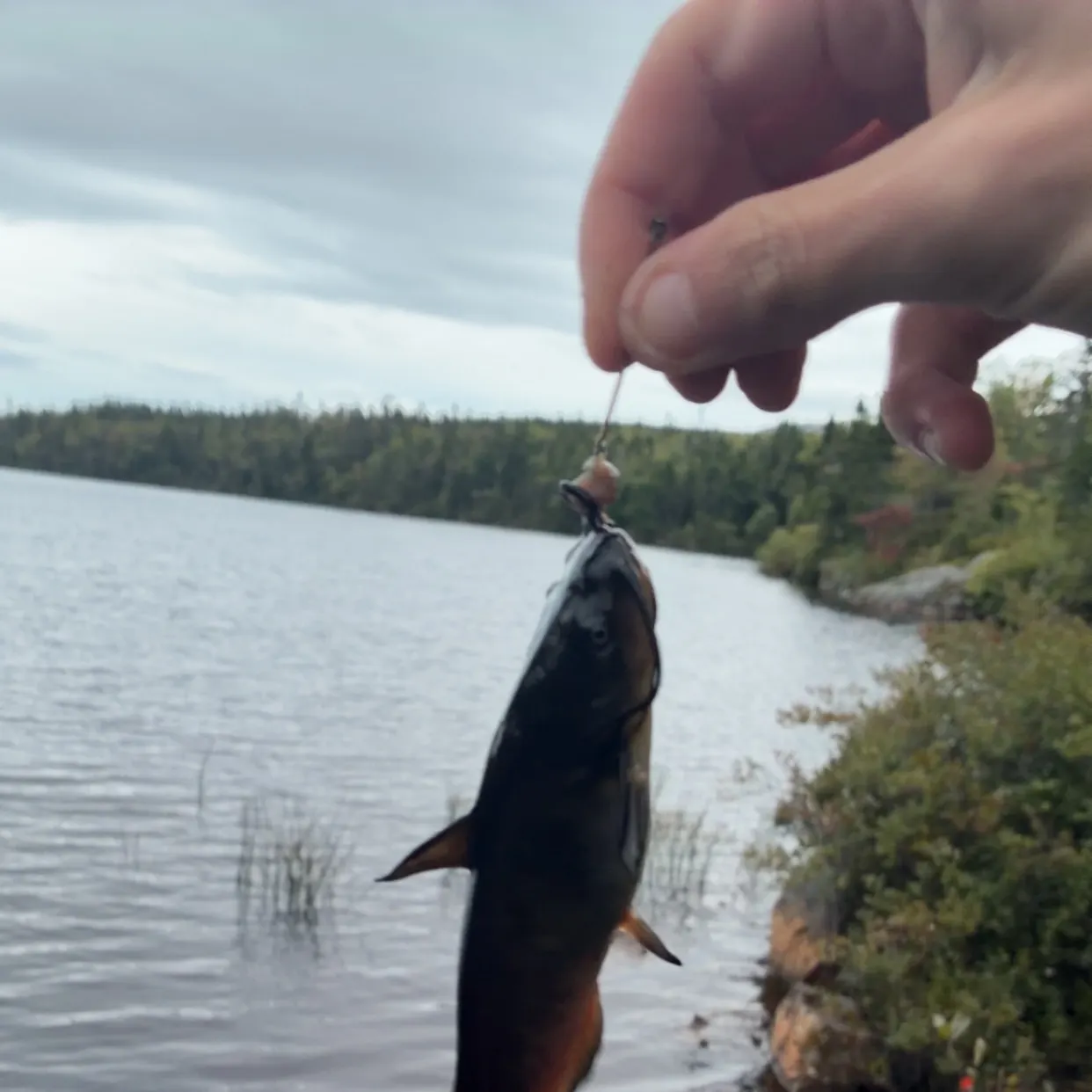 Brown bullhead caught on Fishbrain