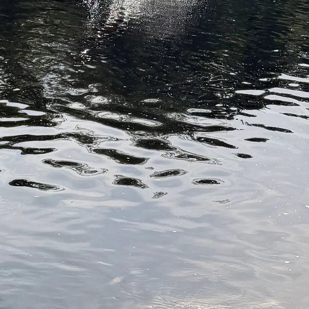 The most recent Gulf Sturgeon catches on Fishbrain