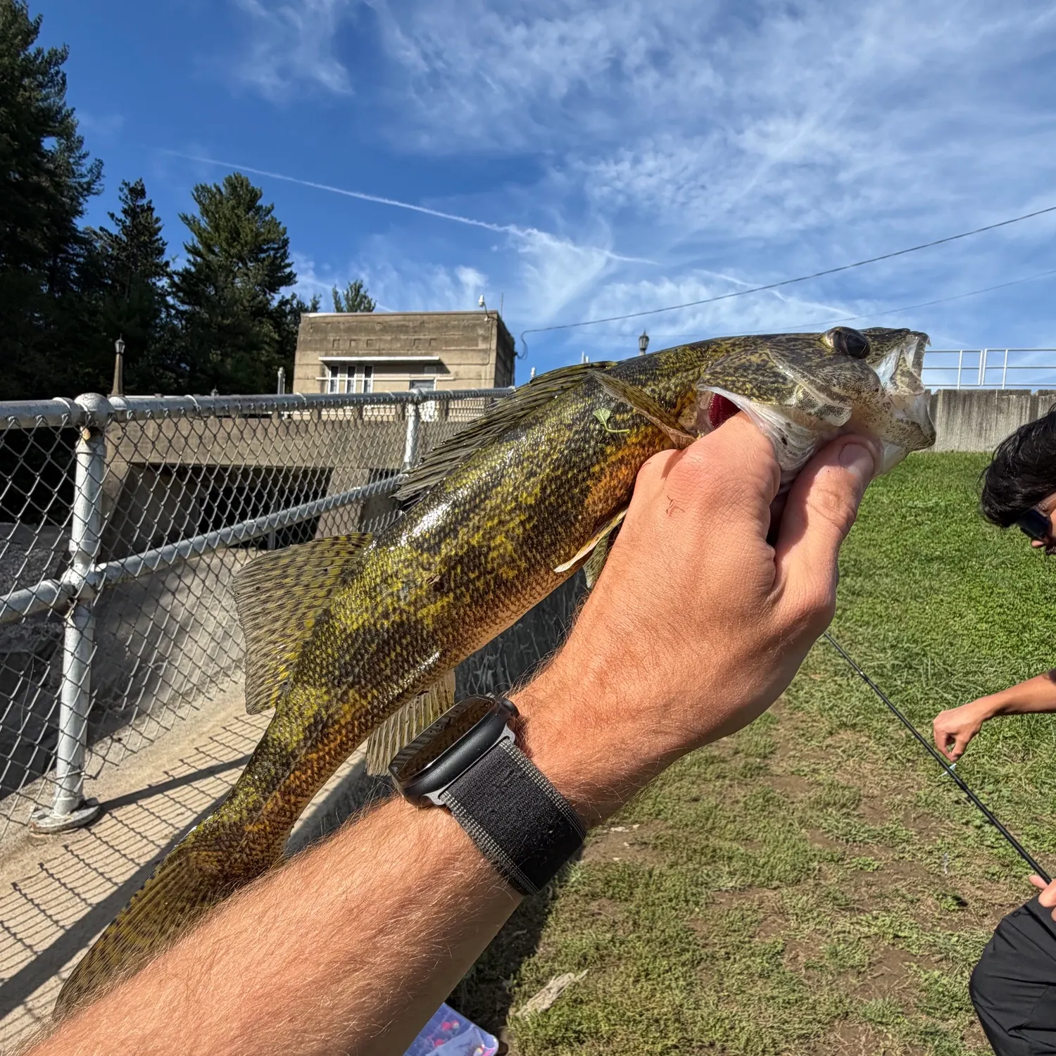 Saugeye caught on Fishbrain