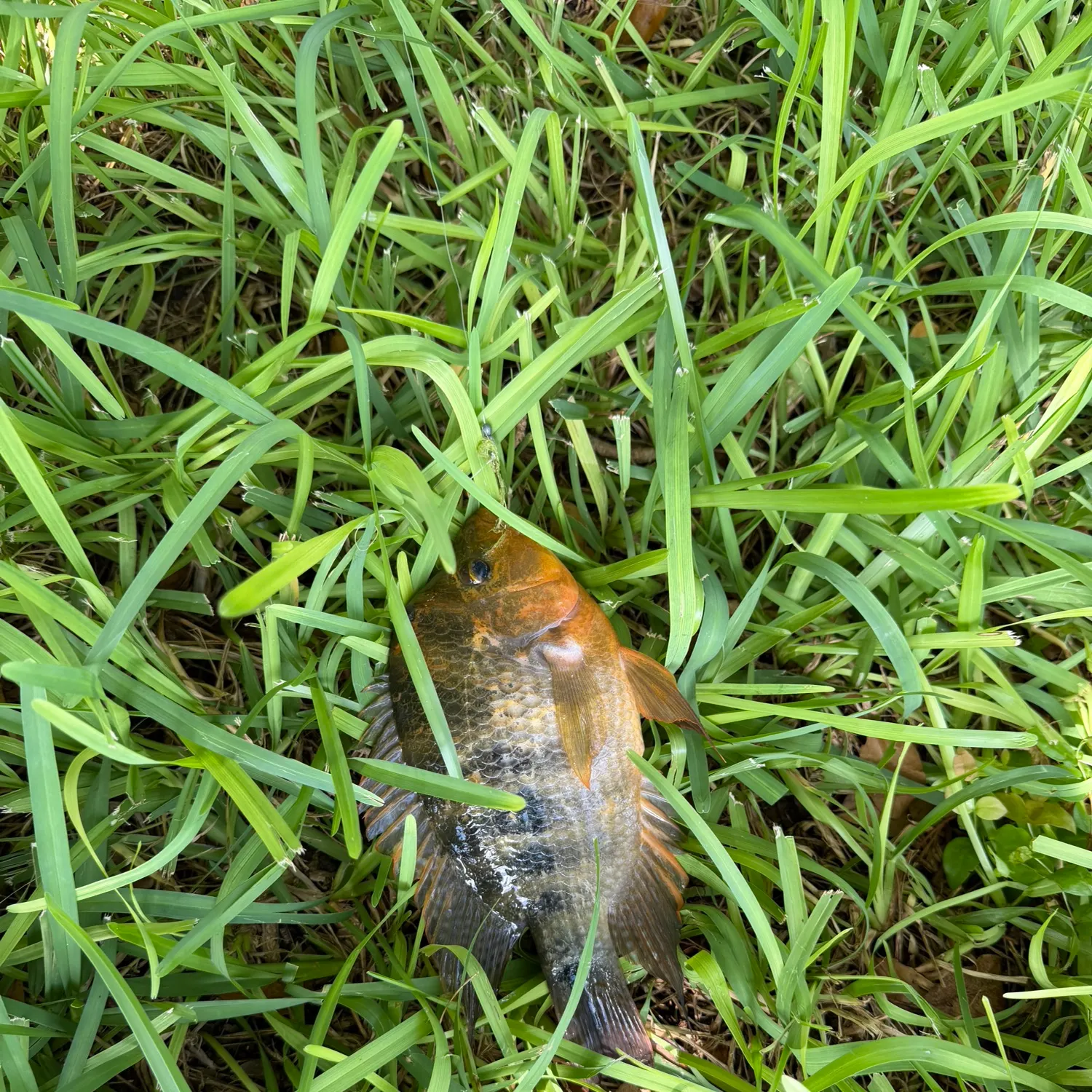 Mayan cichlid caught on Fishbrain