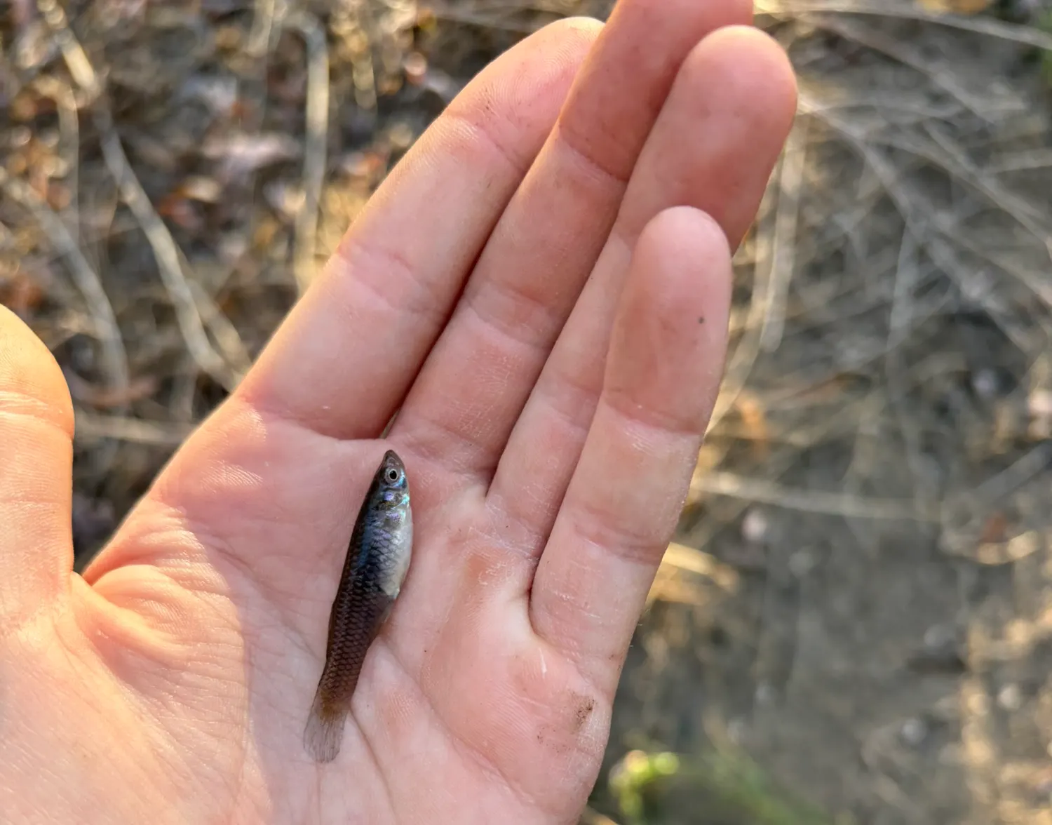 Western mosquitofish