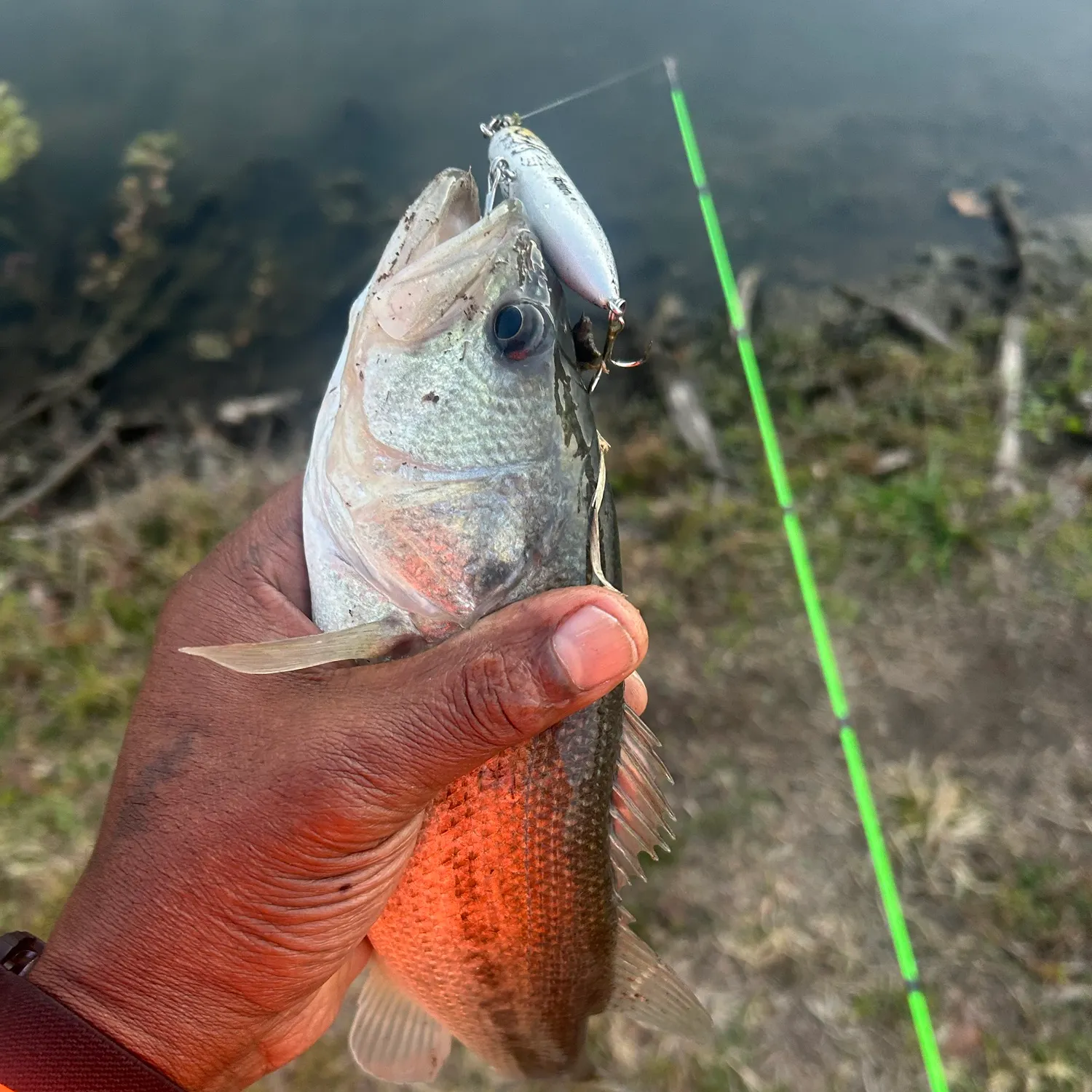 Largemouth bass caught on Fishbrain