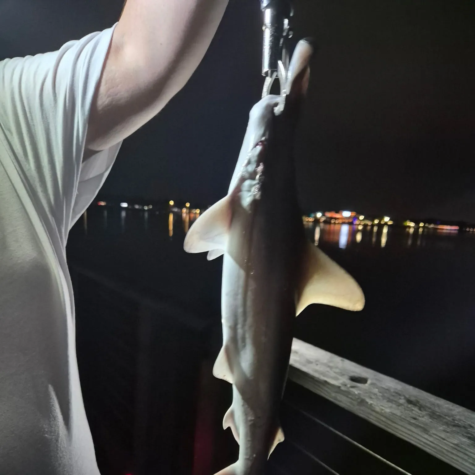 The most recent Smooth hammerhead shark catches on Fishbrain