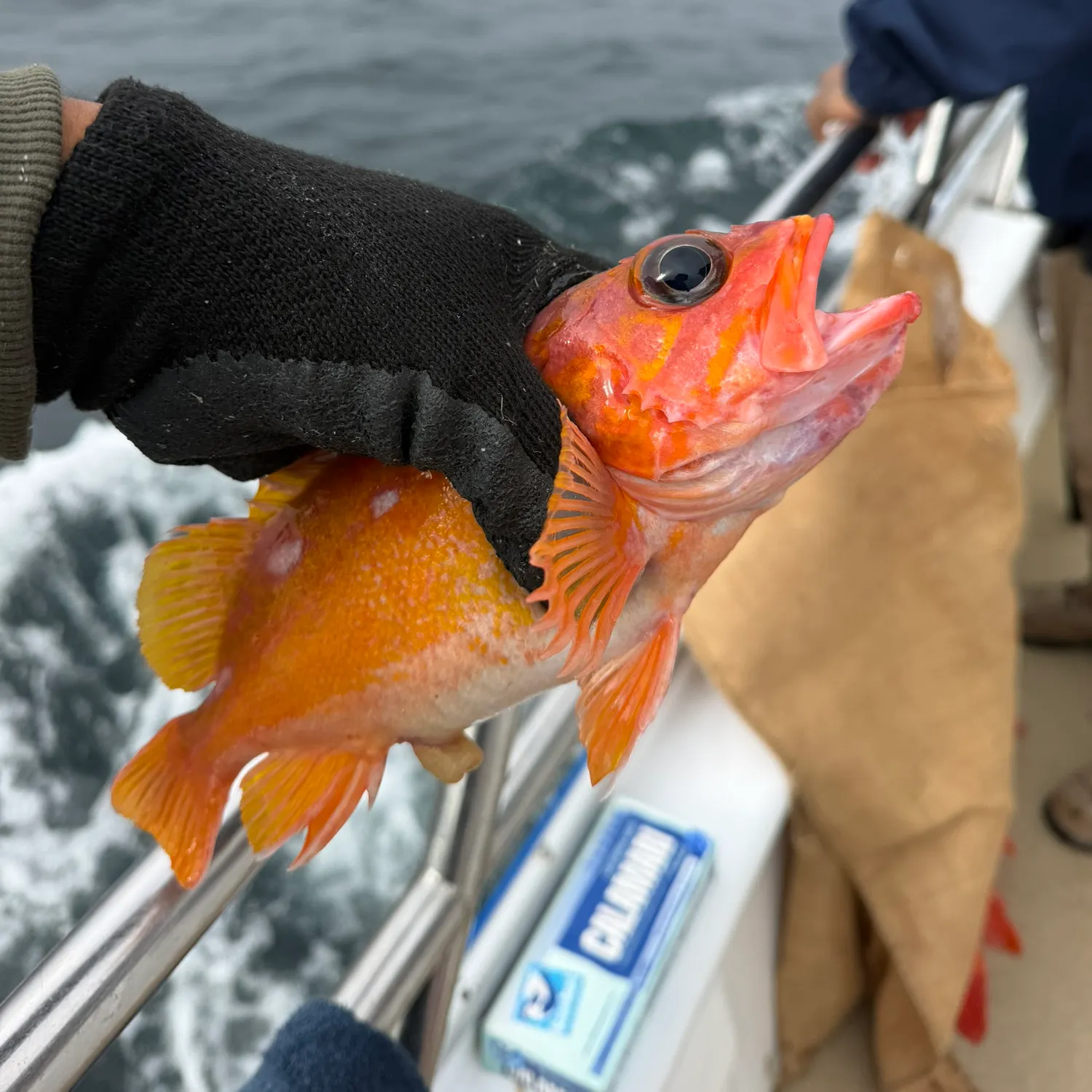 The most recent Rosy rockfish catches on Fishbrain