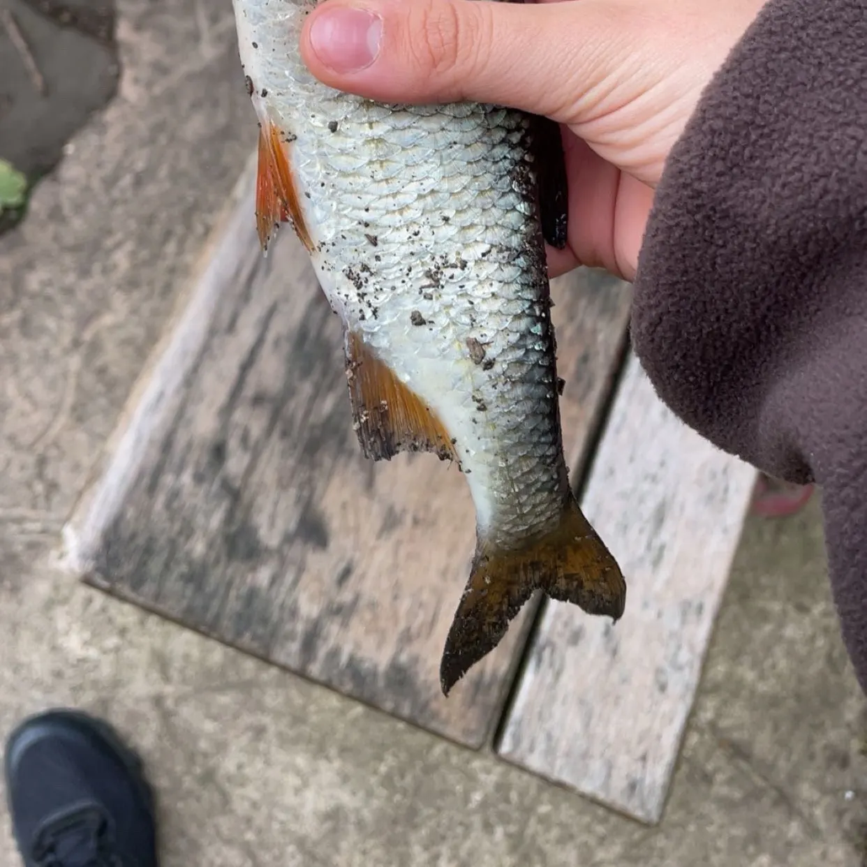 Common roach caught on Fishbrain