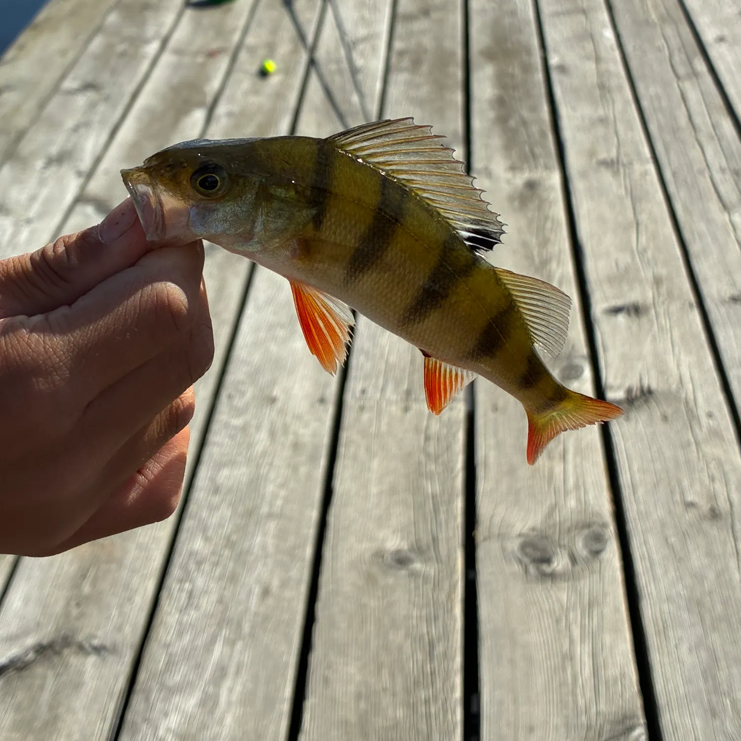 European perch caught on Fishbrain